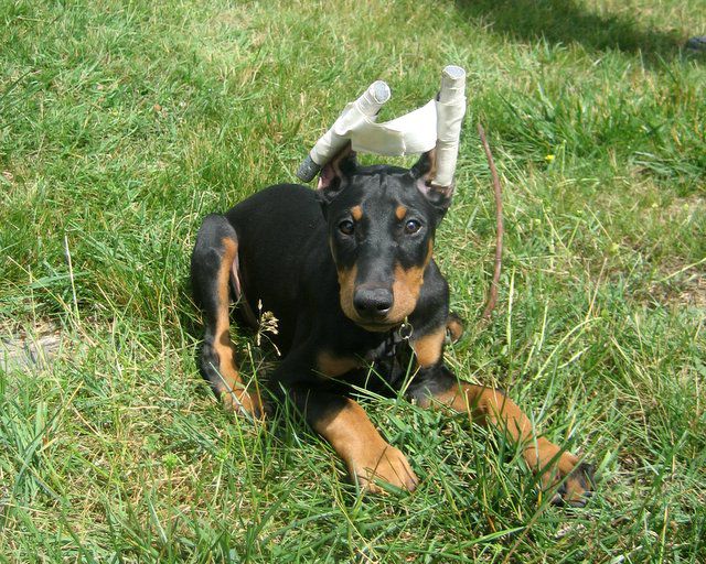 A doberman puppy with freshly cropped ears
