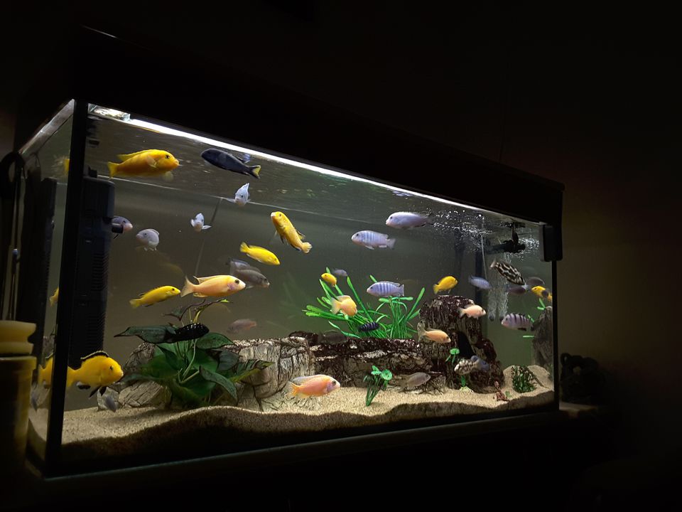 About 20 different fish swimming in an aquarium.