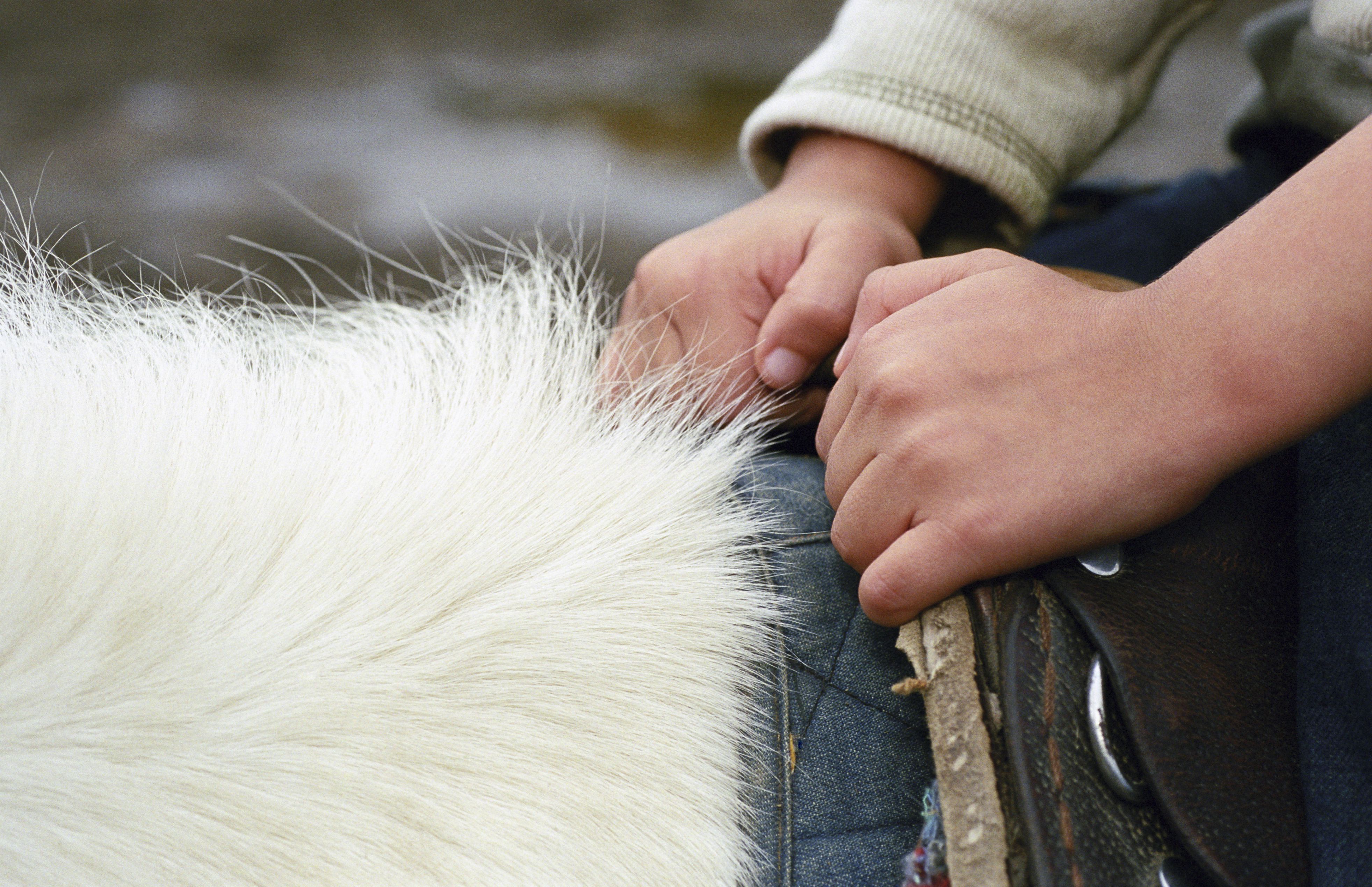 Boy (4-6) holding saddle on horse, close-up of hands