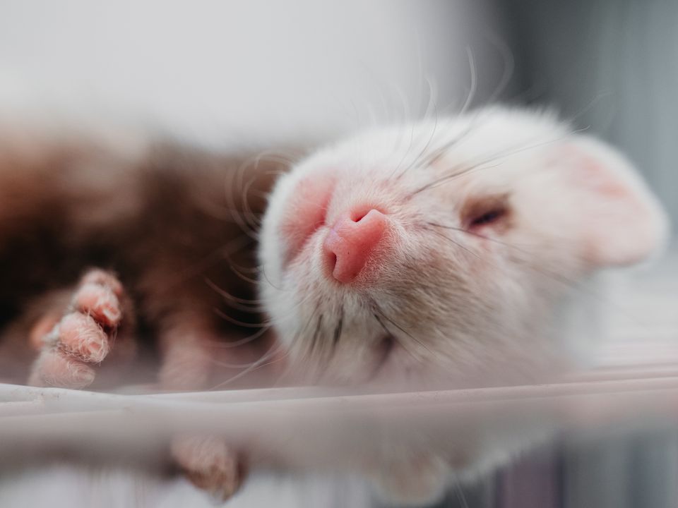 A cute pet ferret in repose