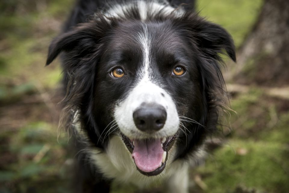 Border Collie dog staring straight into the camera.