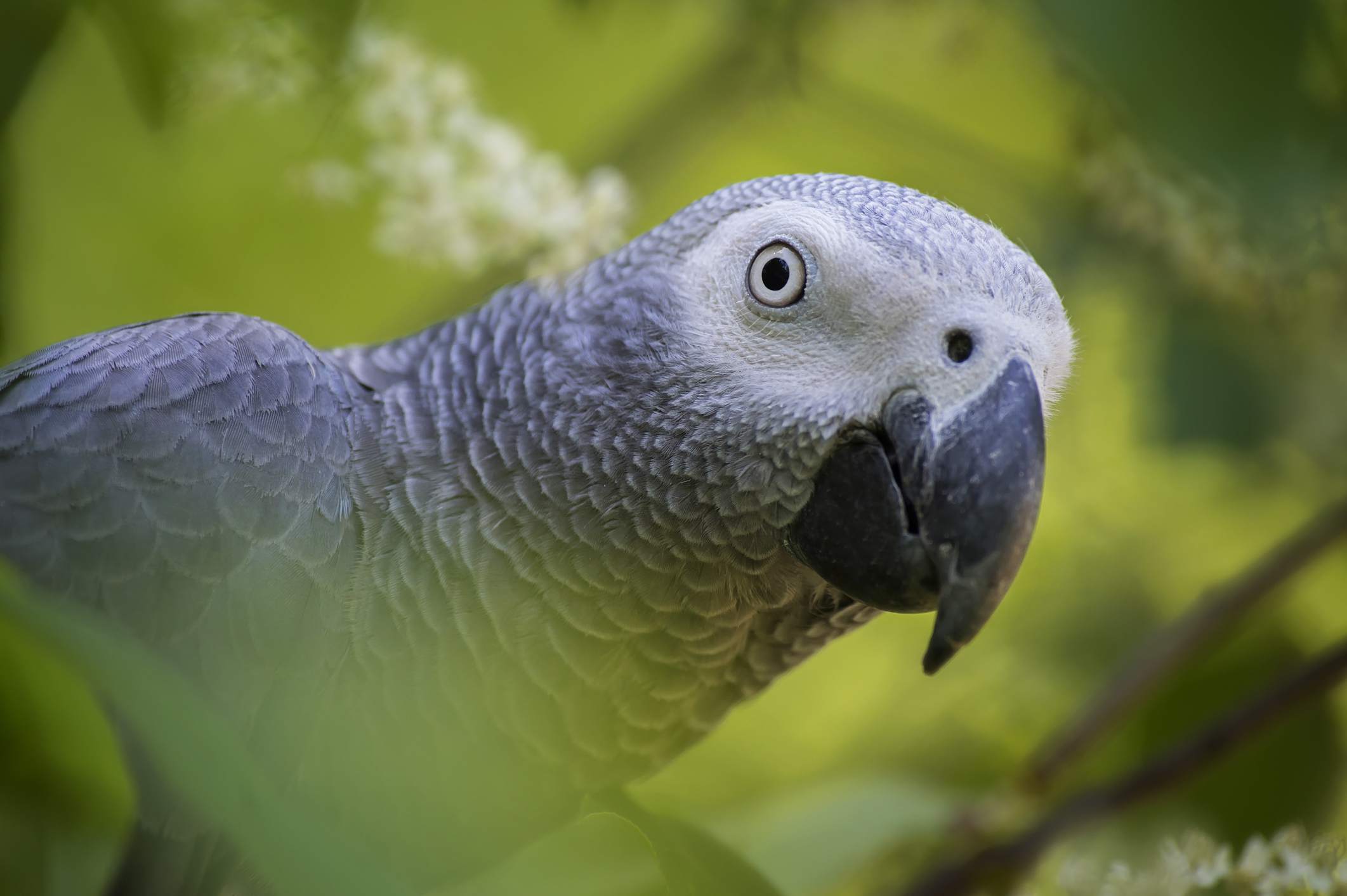 African grey parrot in a tree.