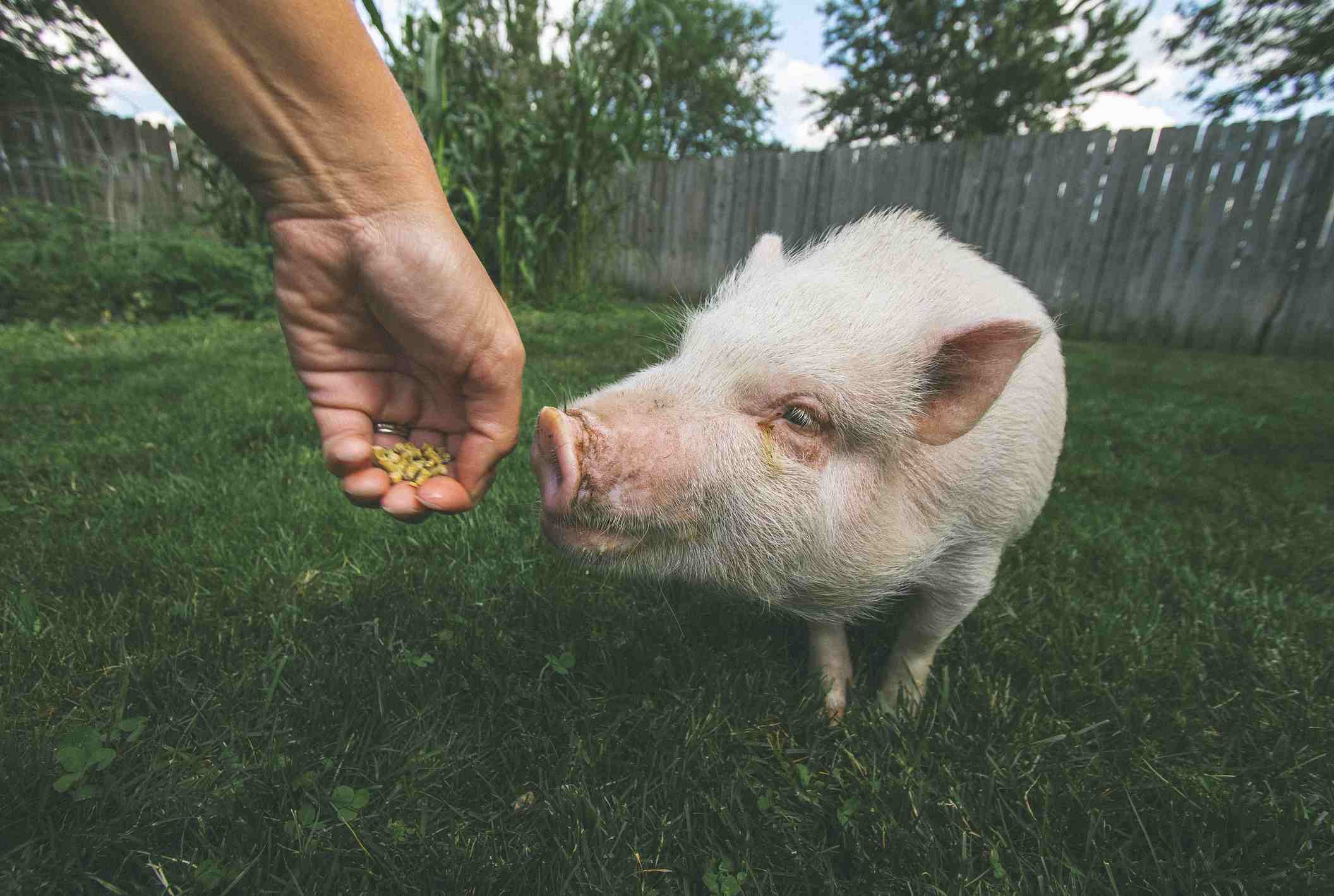Pig taking food from a hand outside in grass.