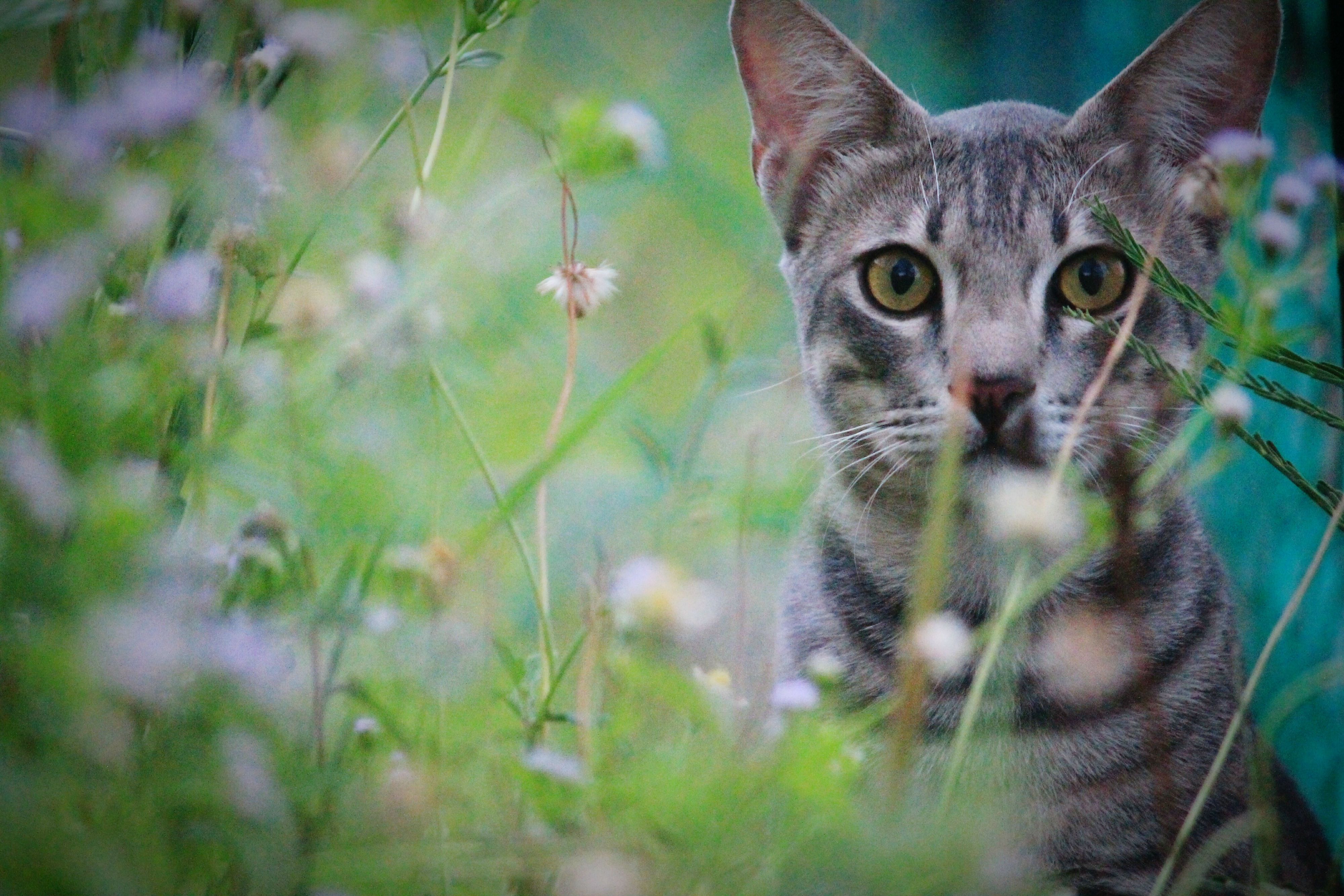 Domestic cat outside near flowers.