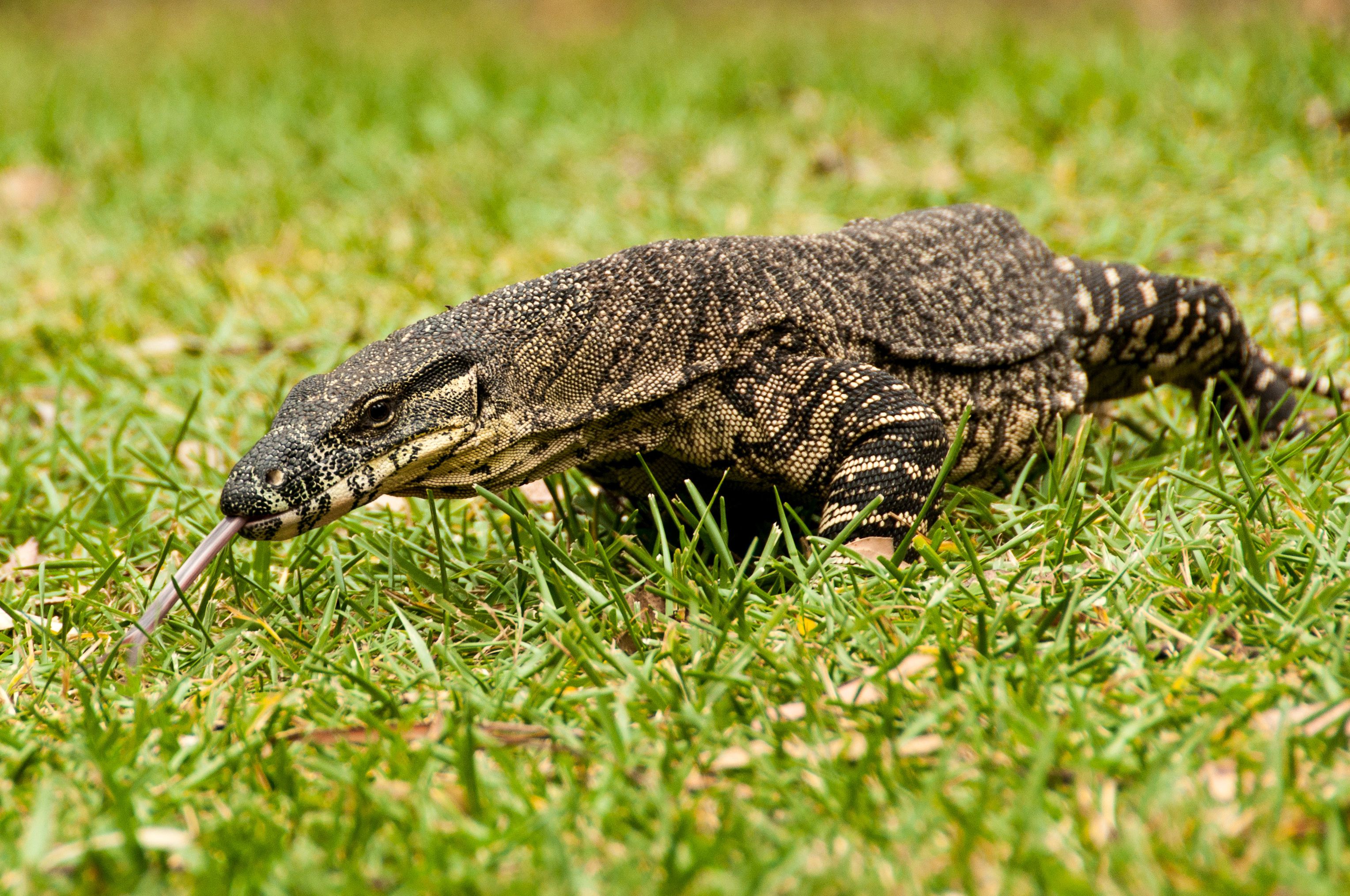 Monitor lizard walking in grass with tongue sticking out.