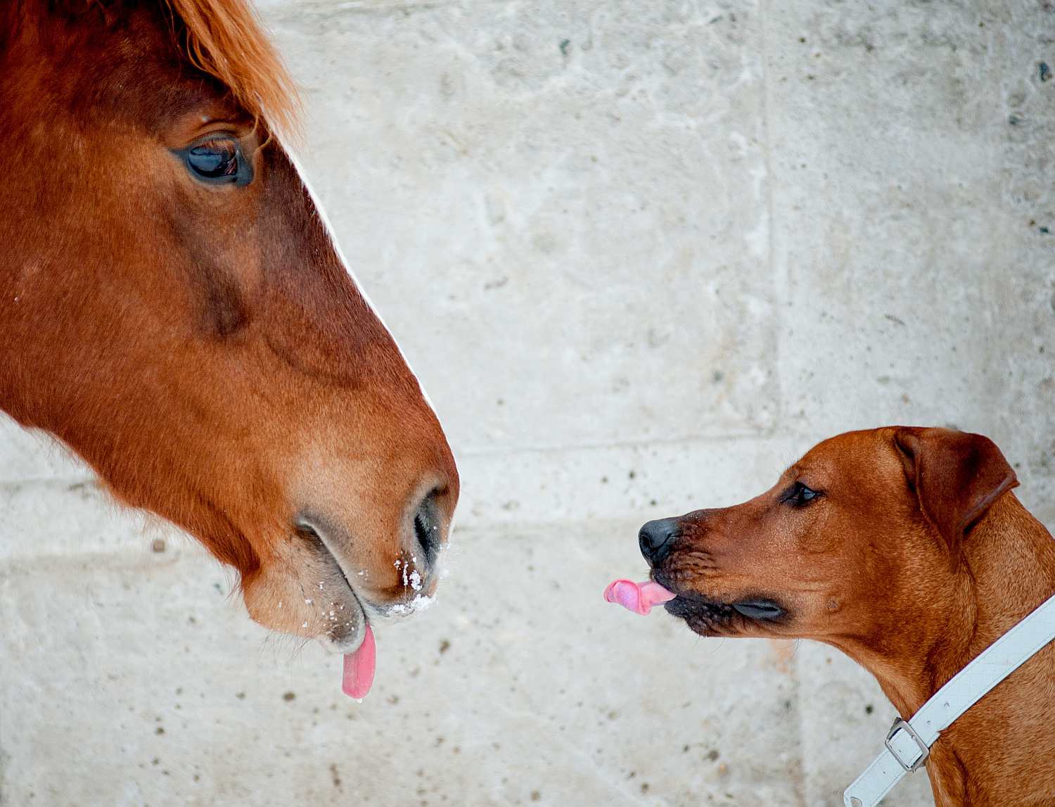 Dog and horse looking at each other