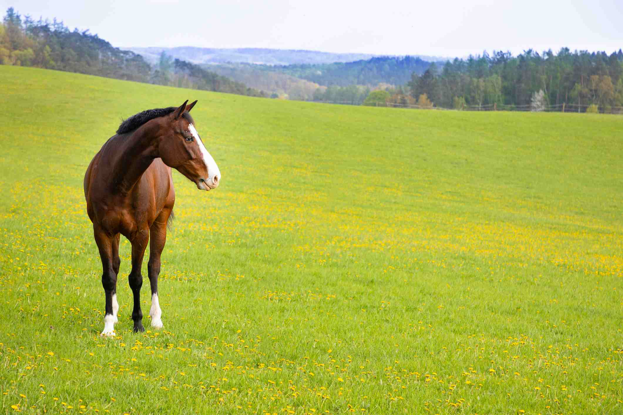 Horse looking lost on a field