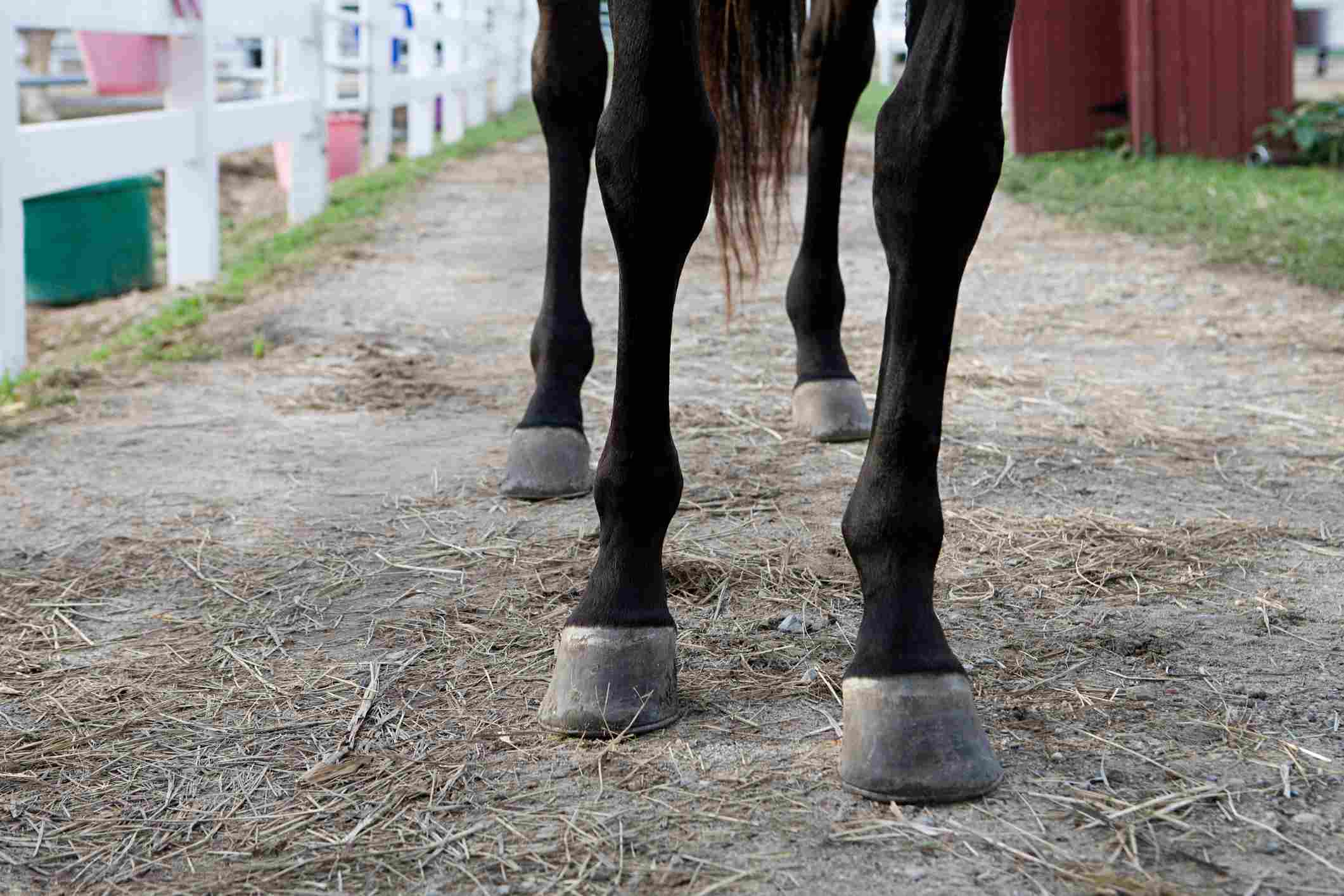 A close-up of a horse's hooves