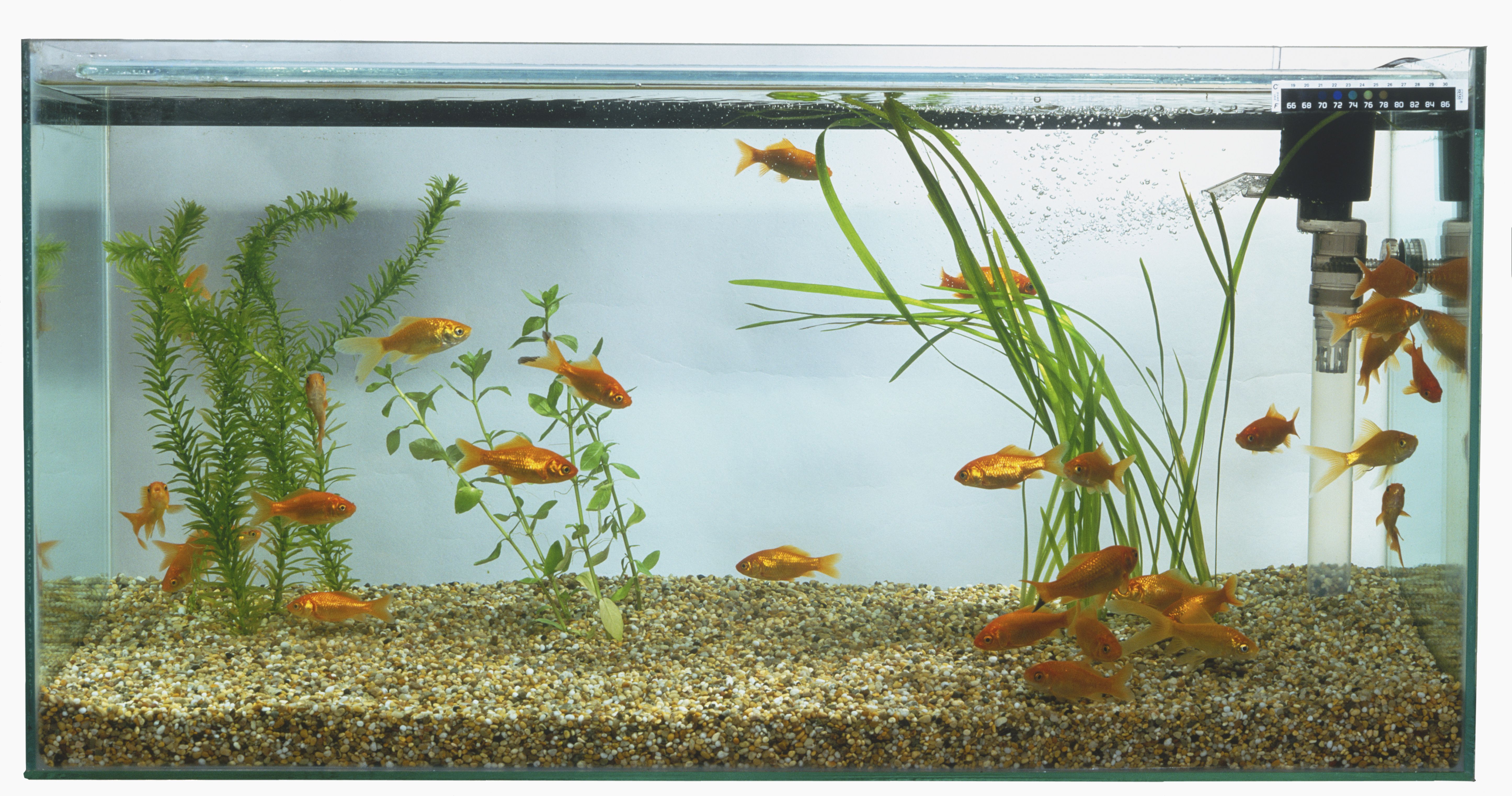 Goldfish (Carassius auratus) swimming in large rectangular fish tank