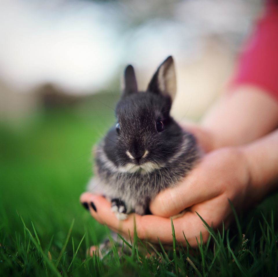 Person holding a young rabbit