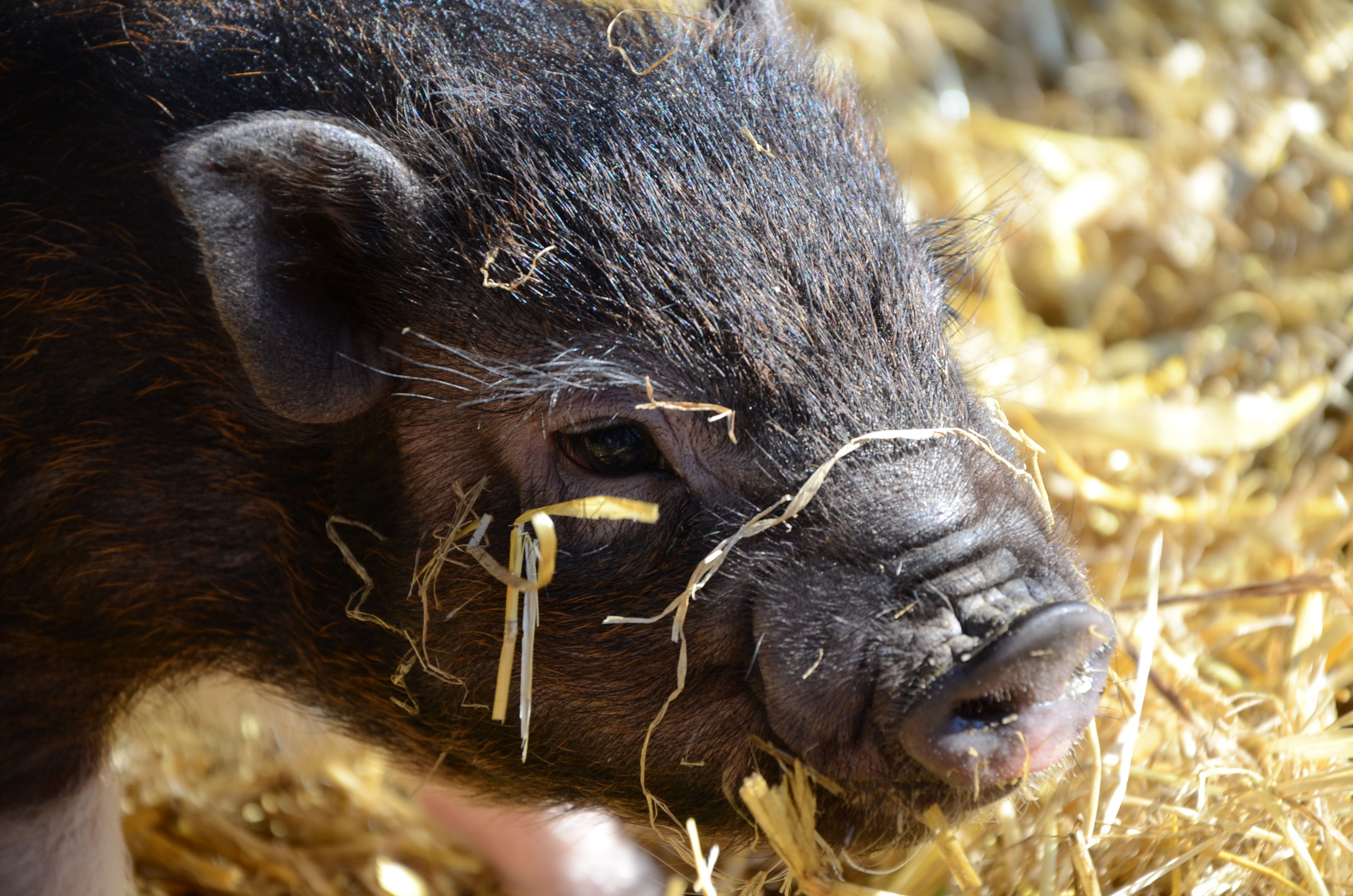 Close-Up Of Pot-Bellied Pig On Hay