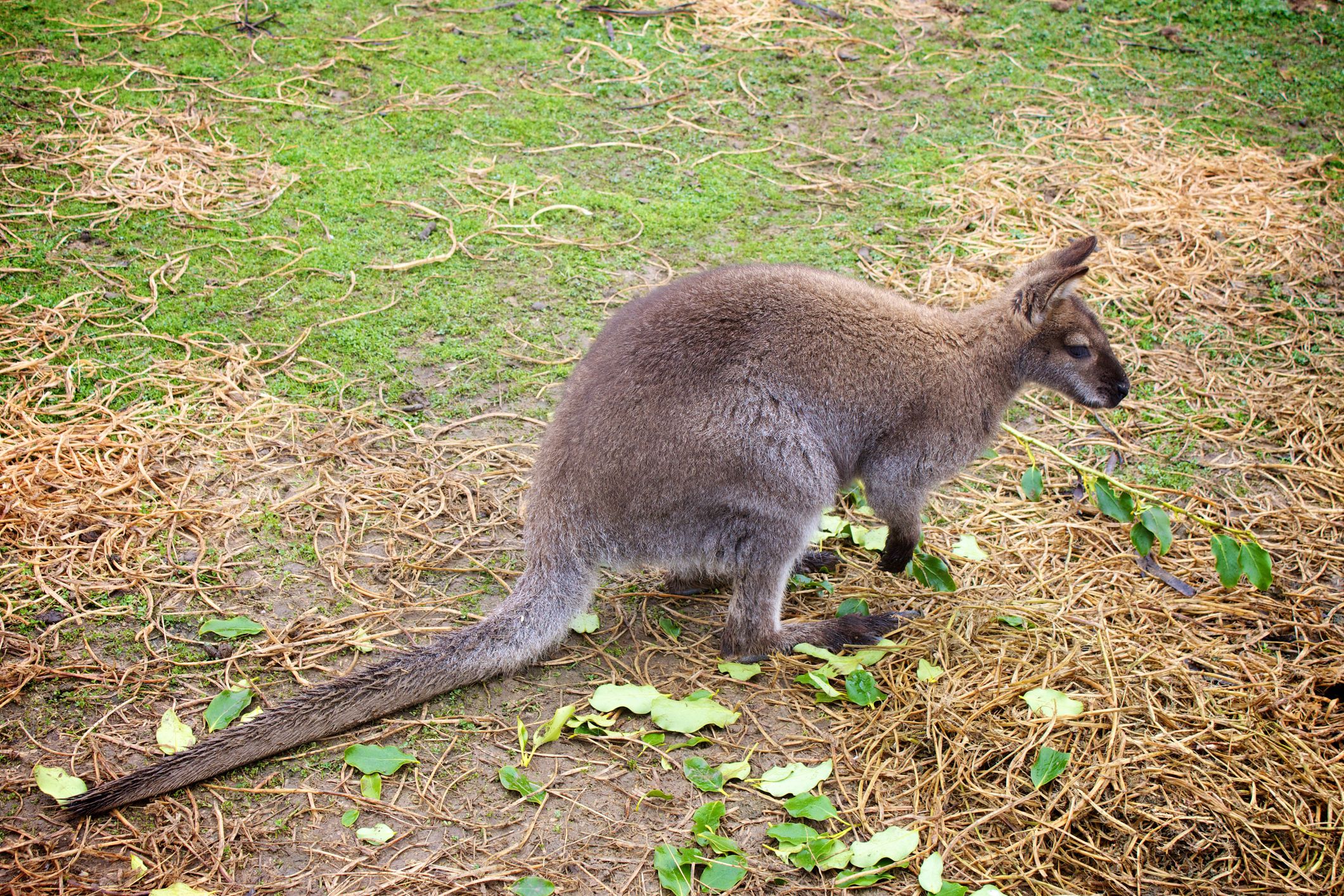 Wallaby kangoo