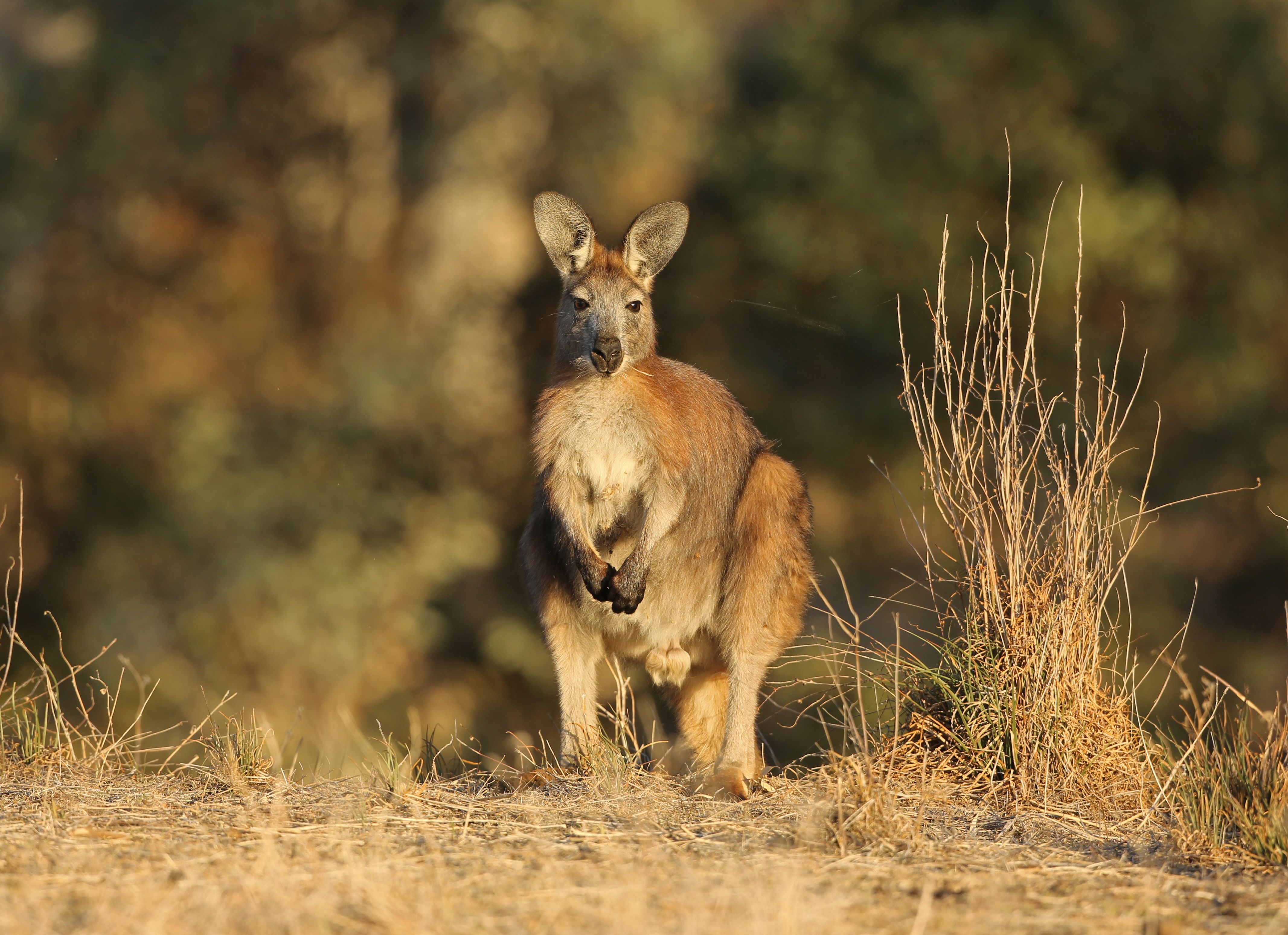 Wallaroo in the Flinders Ranges