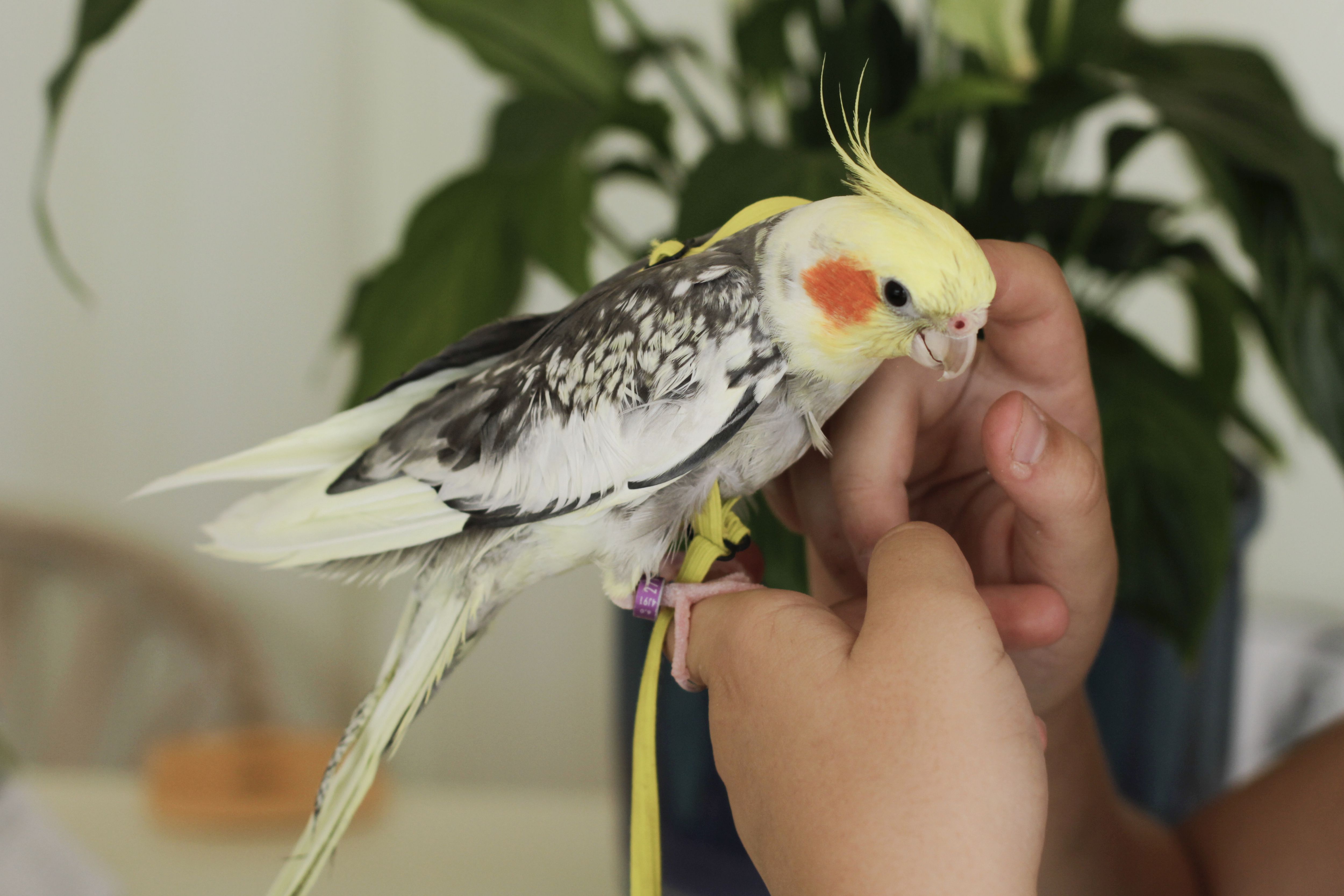 Woman holding cockatiel on hands