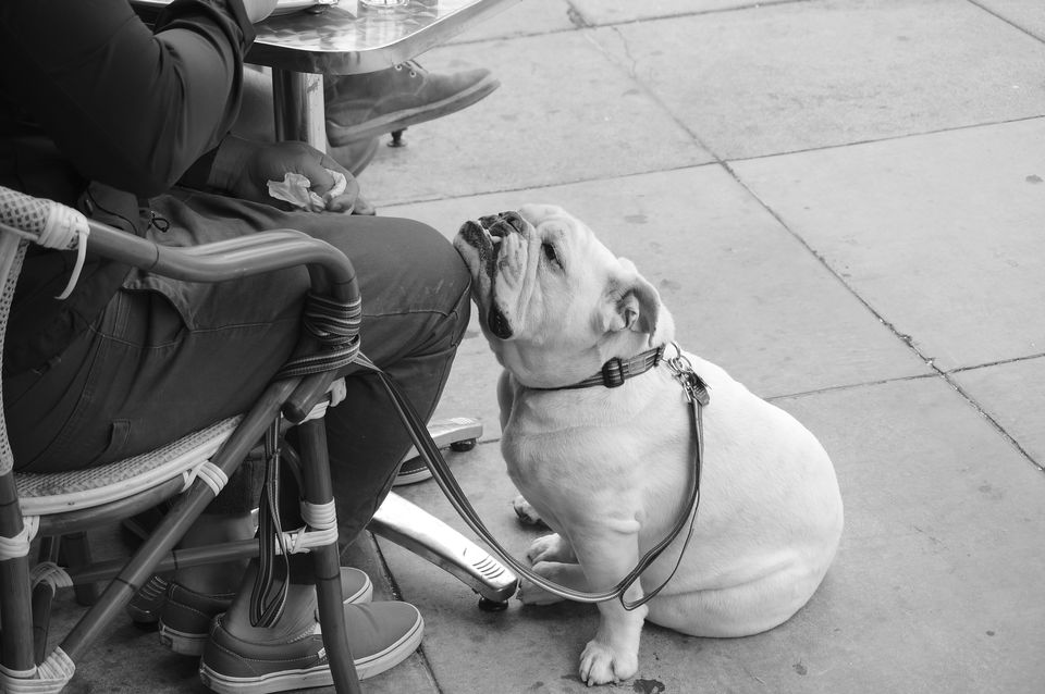 Dog leaning on the leg of man sitting on sidewalk cafe.