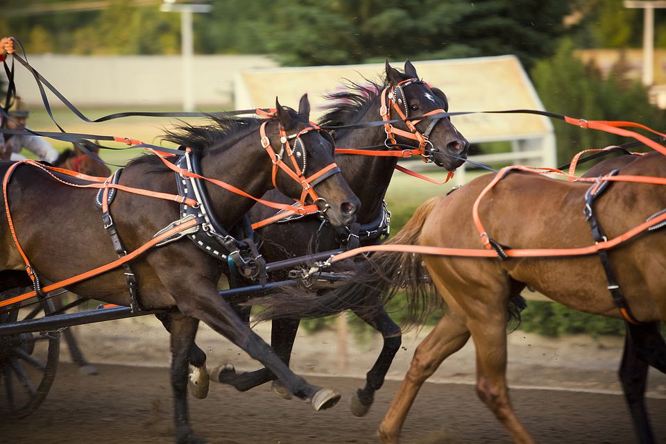 thoroughbred horses racing in harness