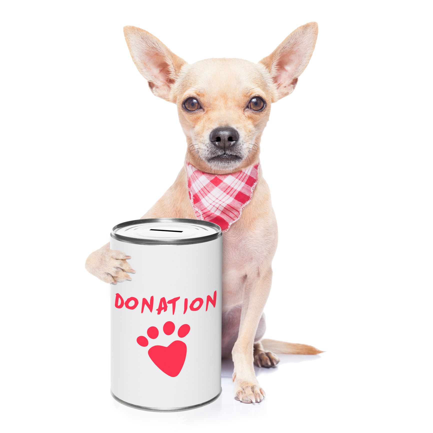 Dog with donation can