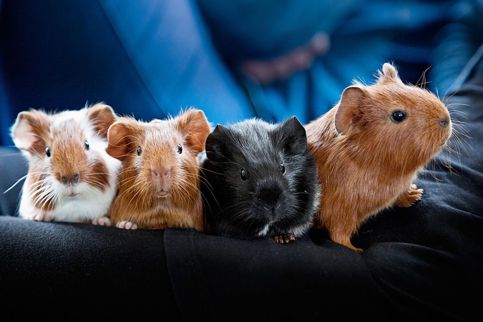Four guinea pig babies on a blanket.