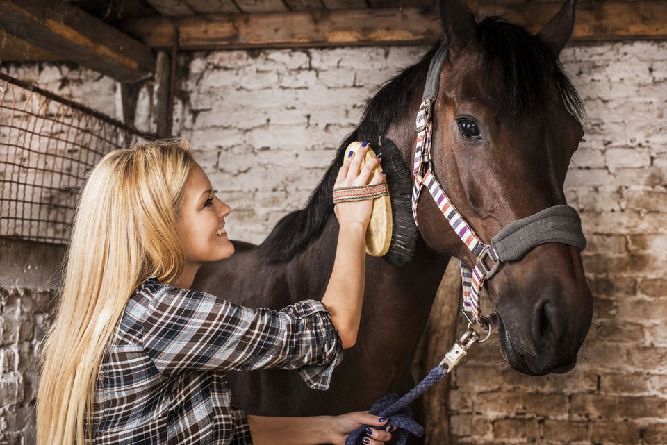 Woman brushing a horse.