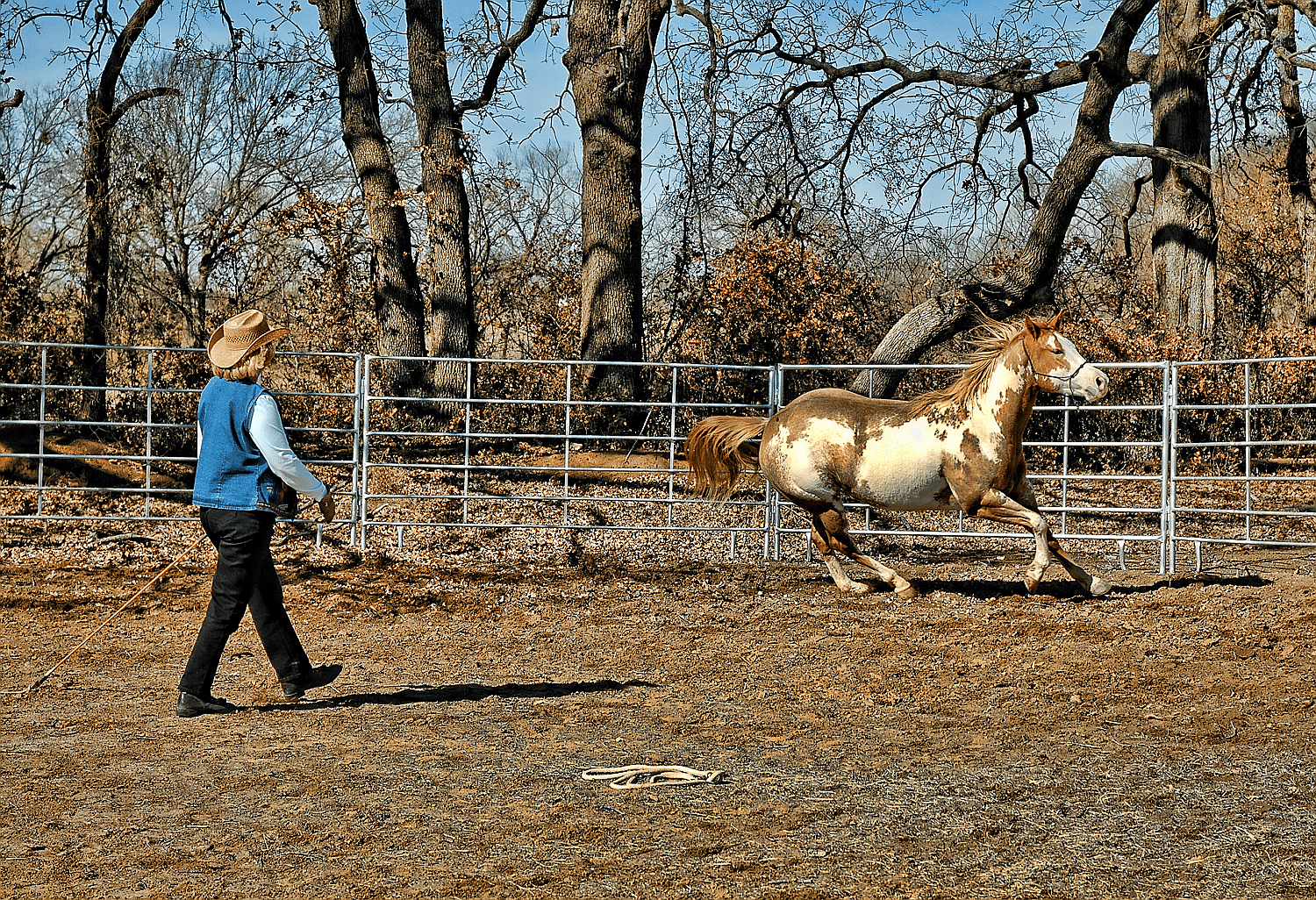 Woman rancher trains her paint horse