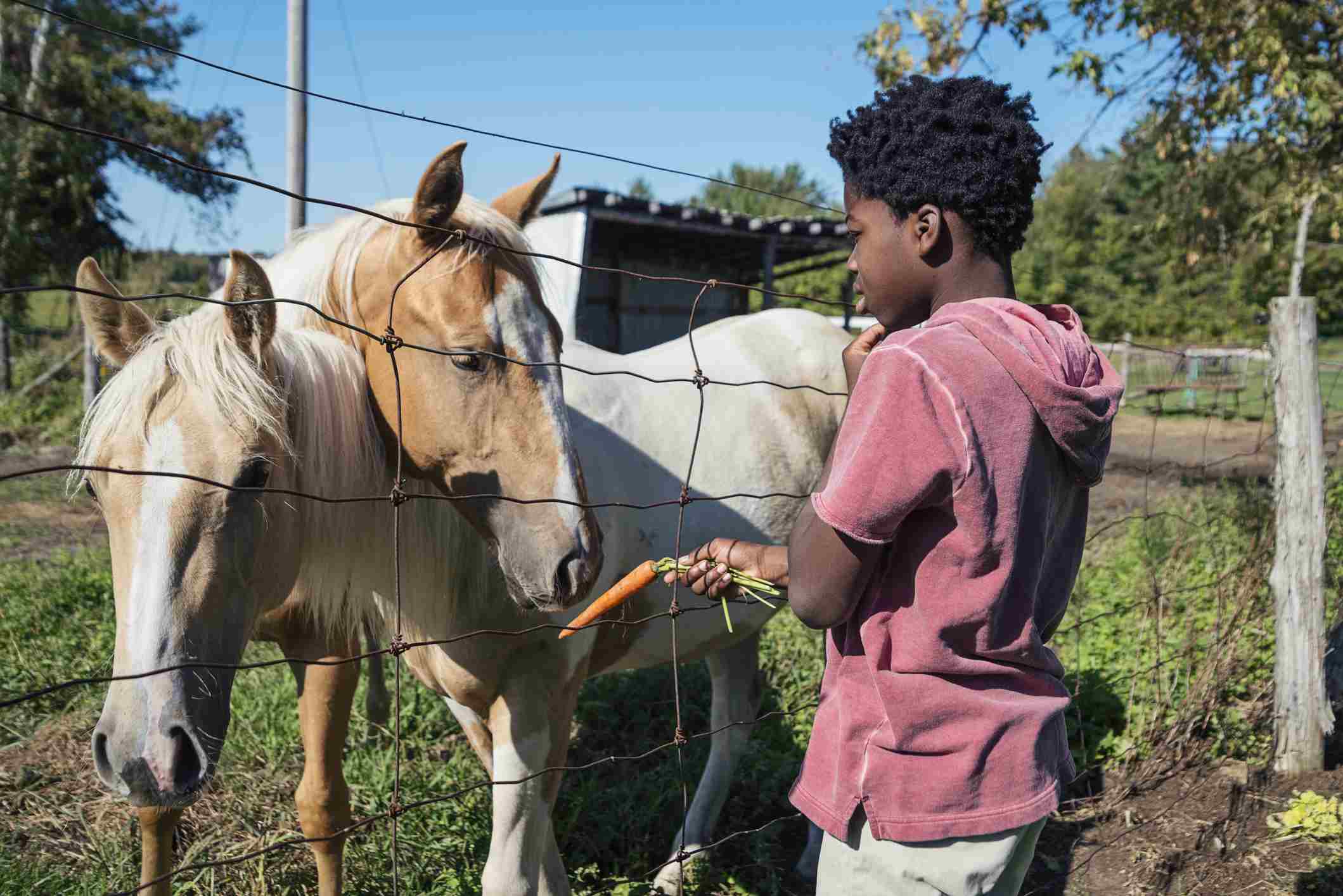 boy feeding horses behind a fence.