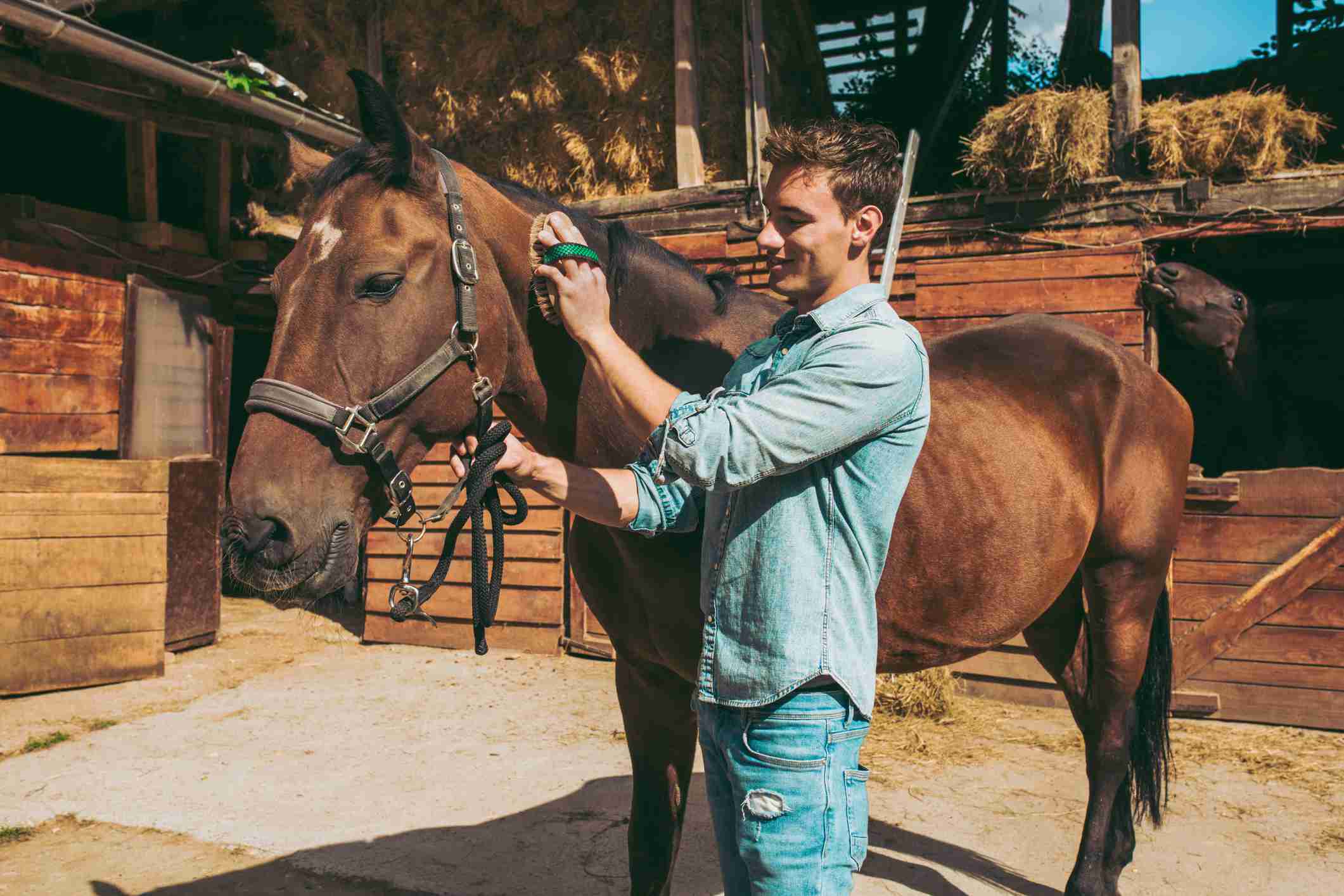 Young man grooming a brown horse outdoors