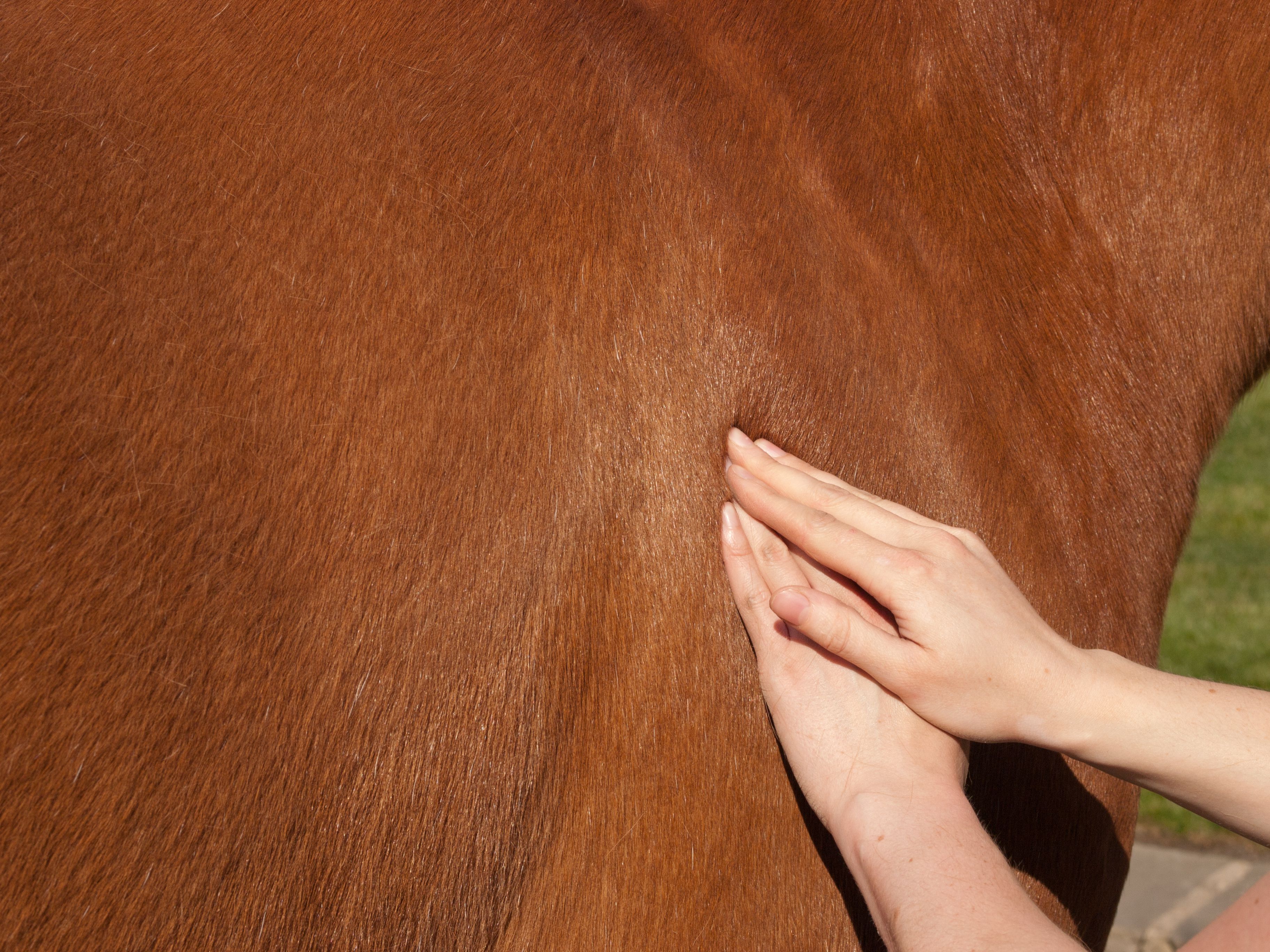 Physiotherapy for a horse