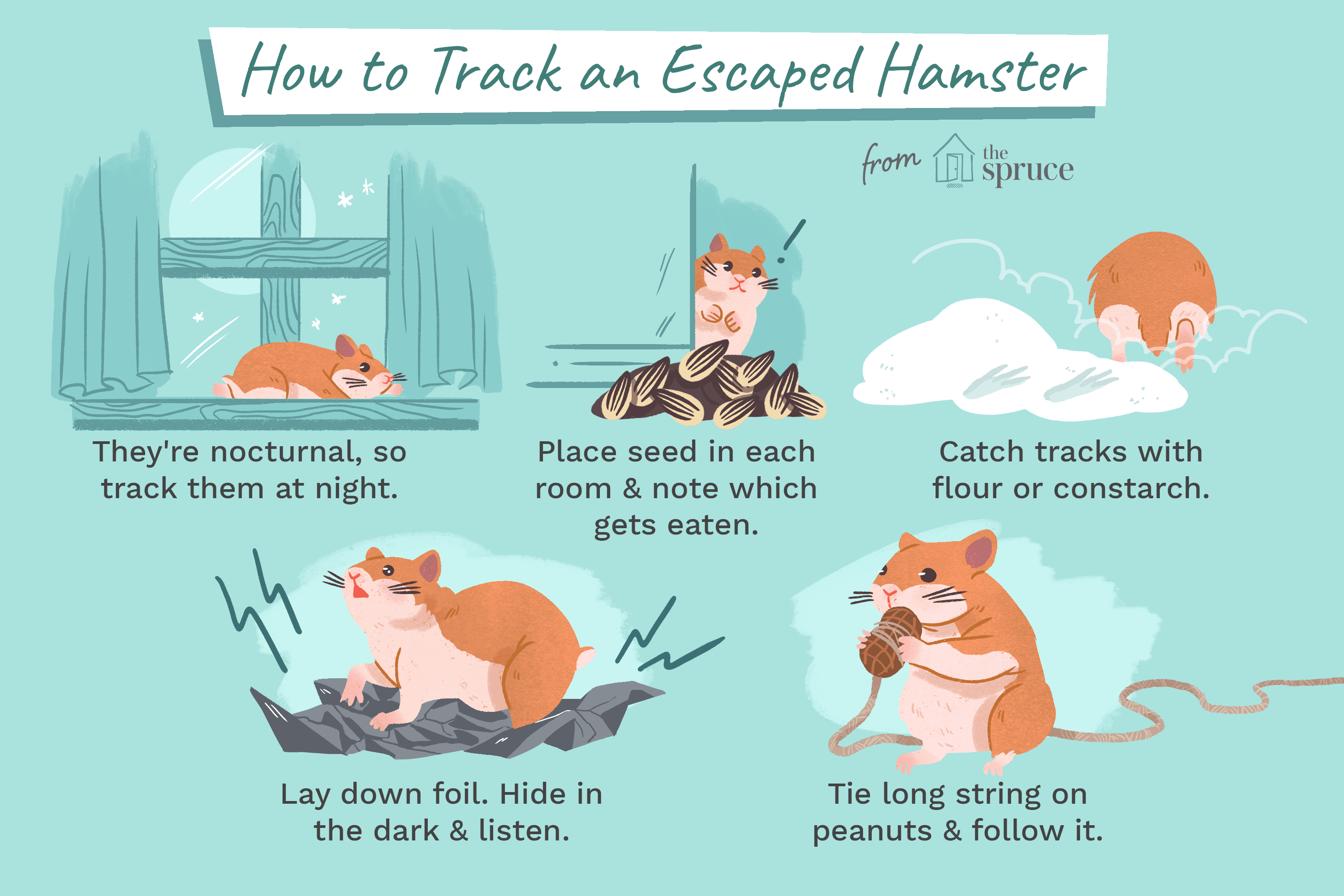 Tips and tricks for finding a hamster who escaped.