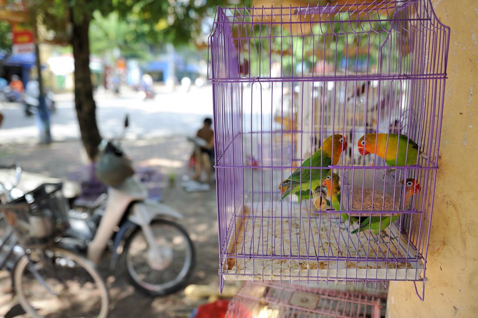 Vietnam, Haiphong, birds in cage on sale
