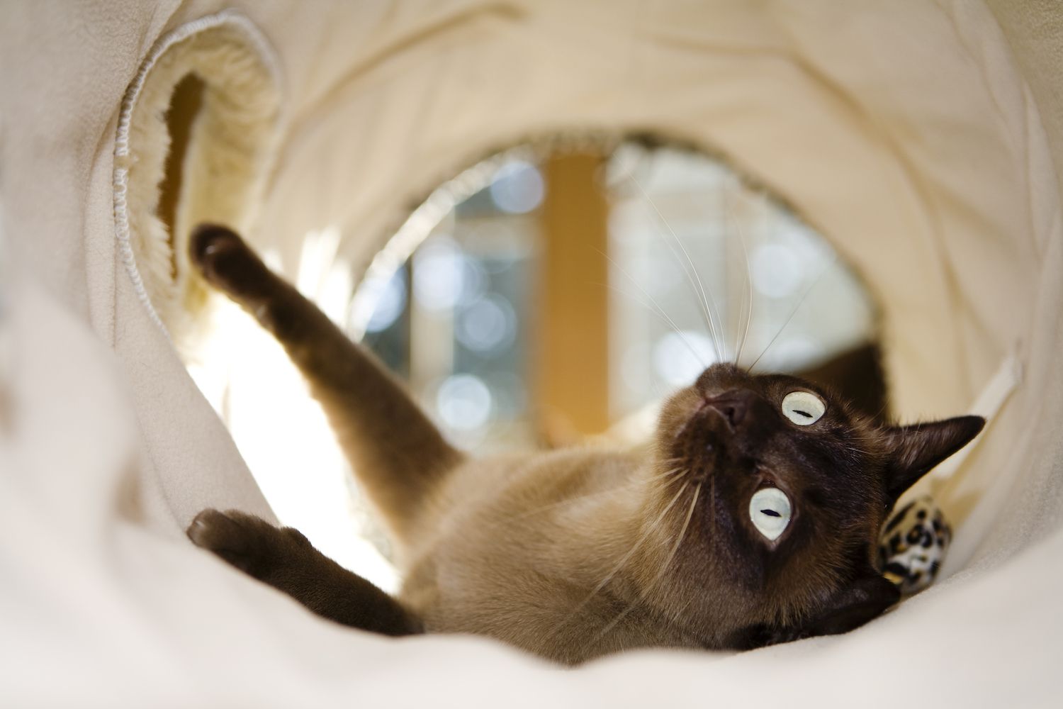 tonkinese cat in a tunnel