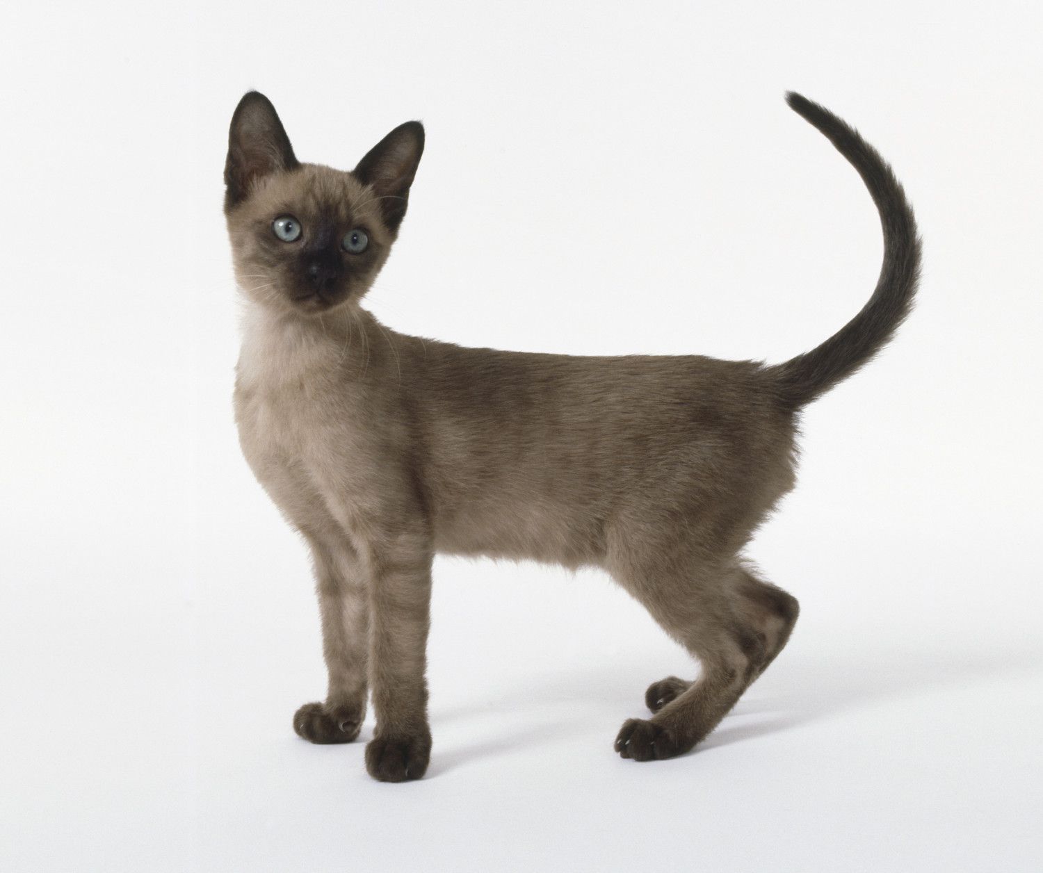 tonkinese kitten posing