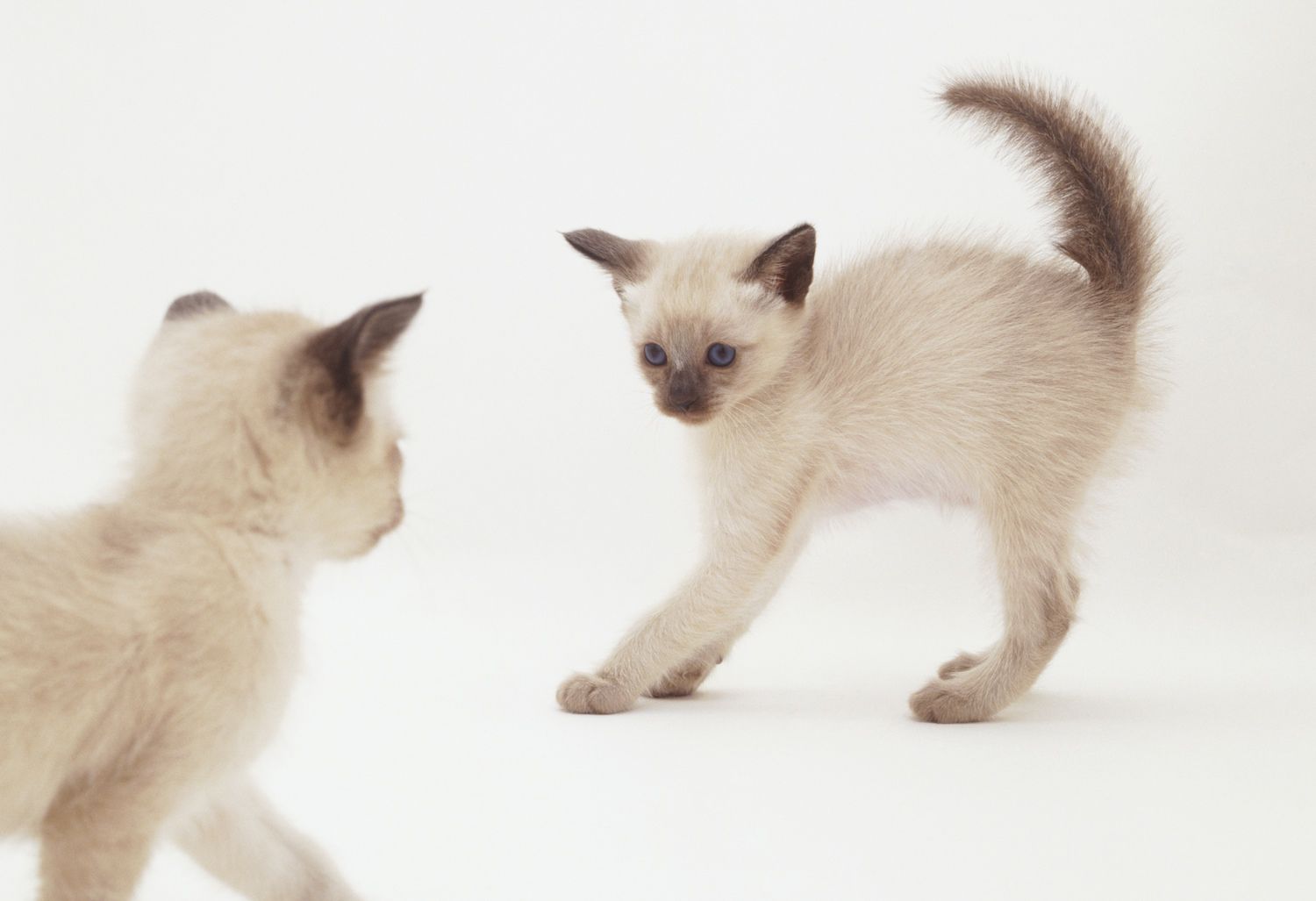 two tonkinese kittens