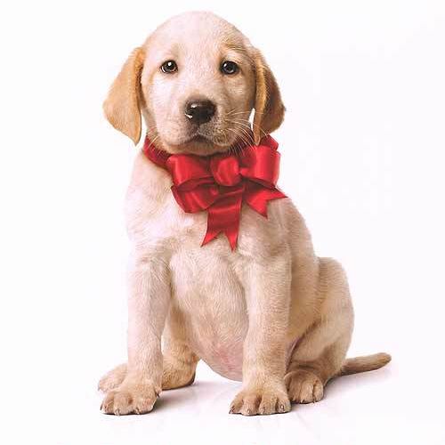 marley and me dog movie, best dog movies