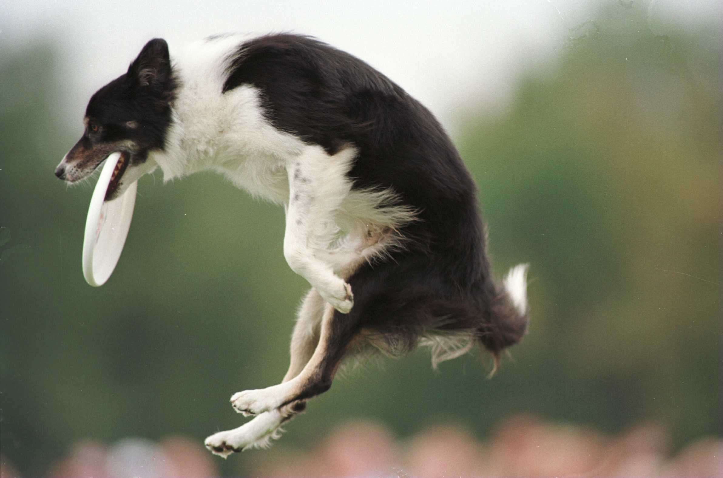 Disc Dog Photo - Canine Frisbee