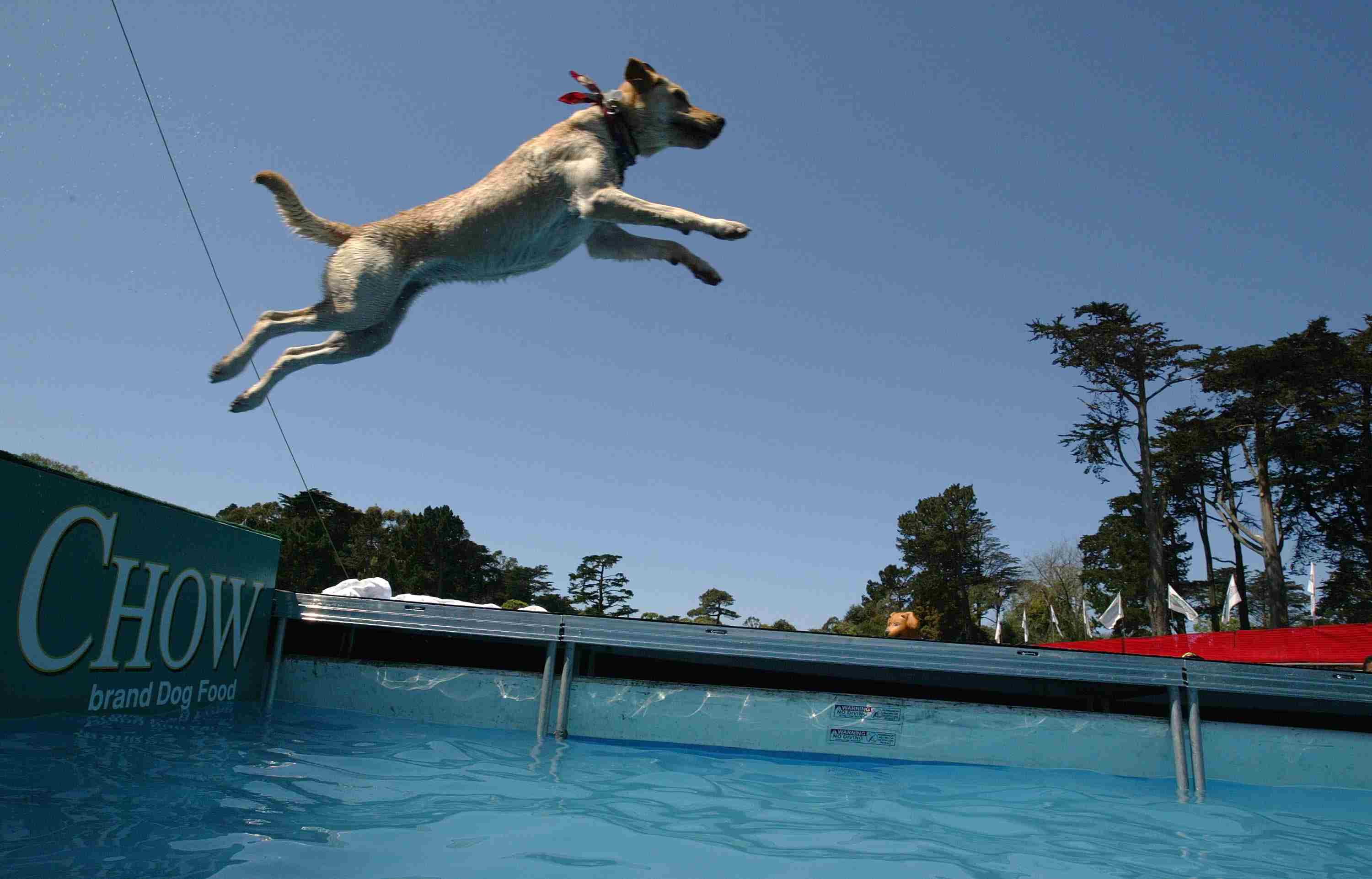 Dock Dog Photo - Canine Dock Jumping