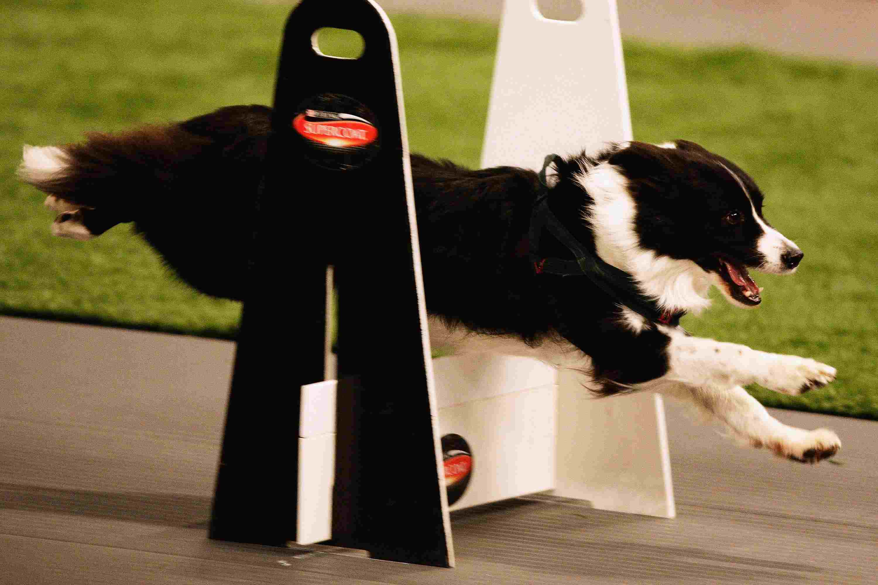 Flyball Dog Photo - Canine Flyball Competition