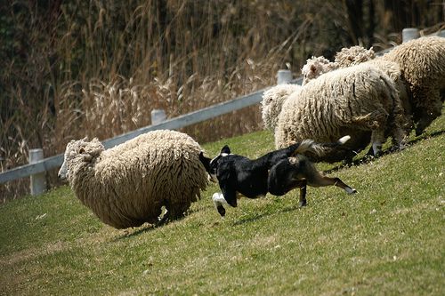 Canine Herding Trials - Photo of Herding Dog Competition