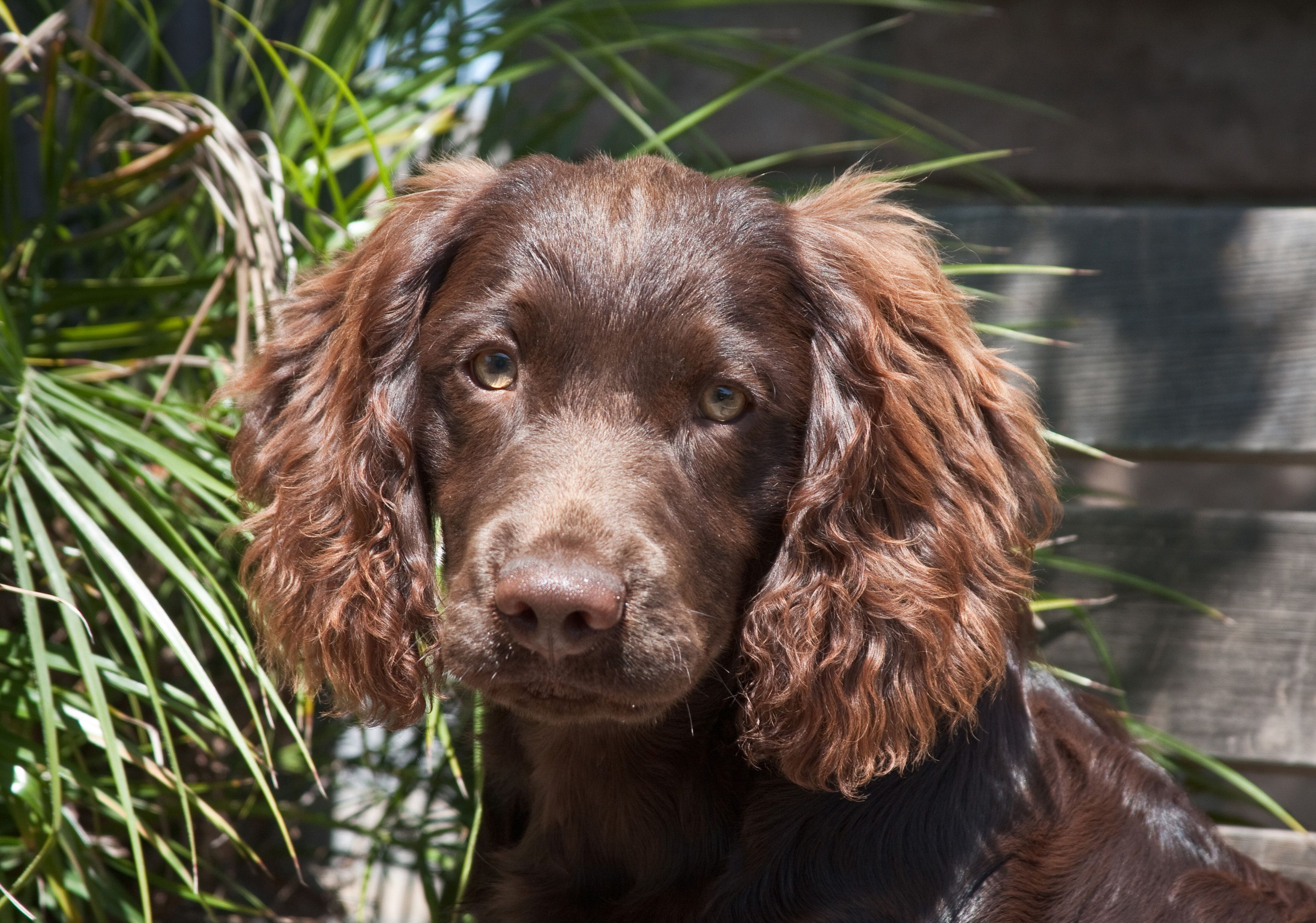 Portrait of Boykin Spaniel puppy