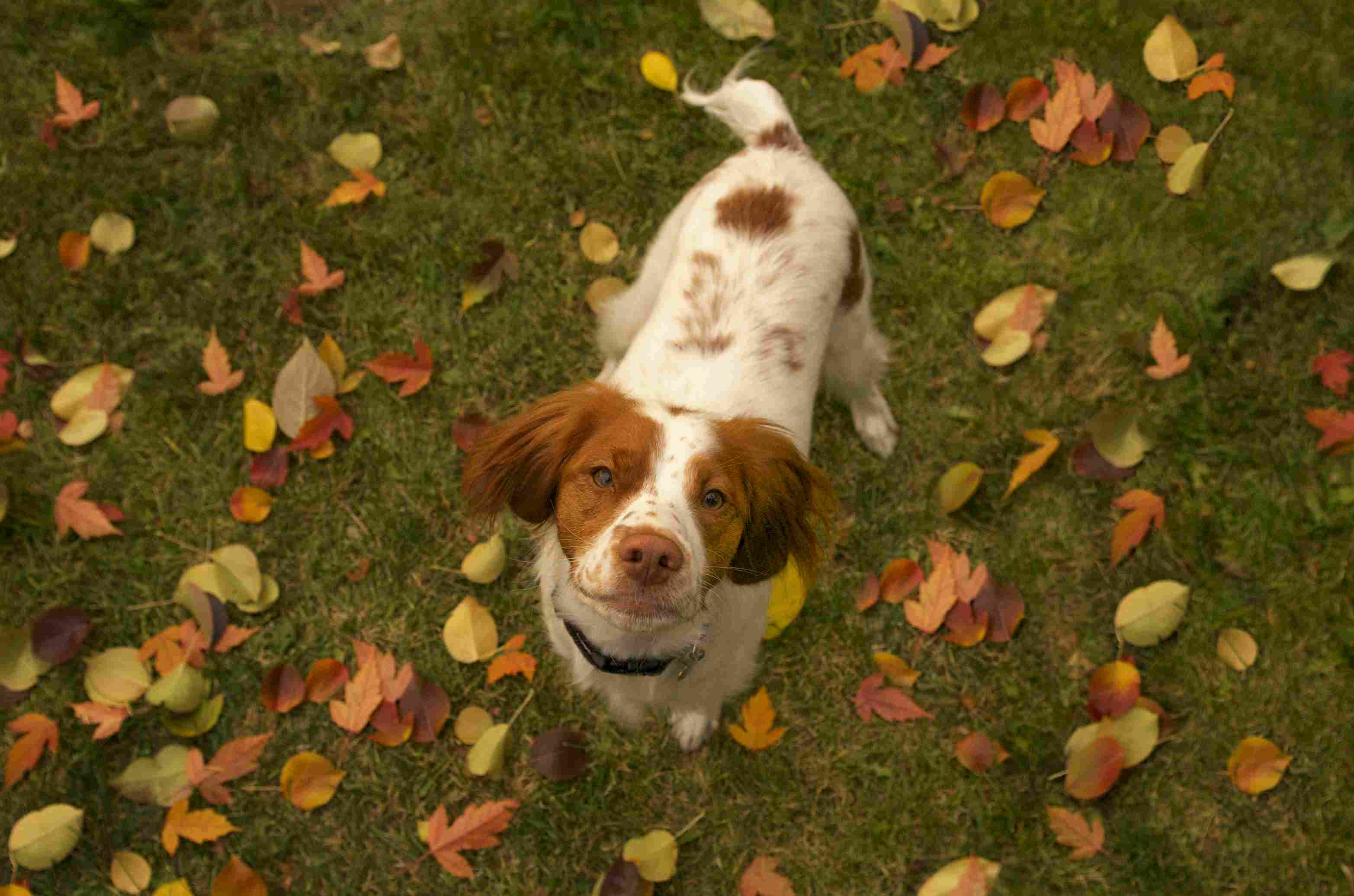Dog amongst the fallen leaves
