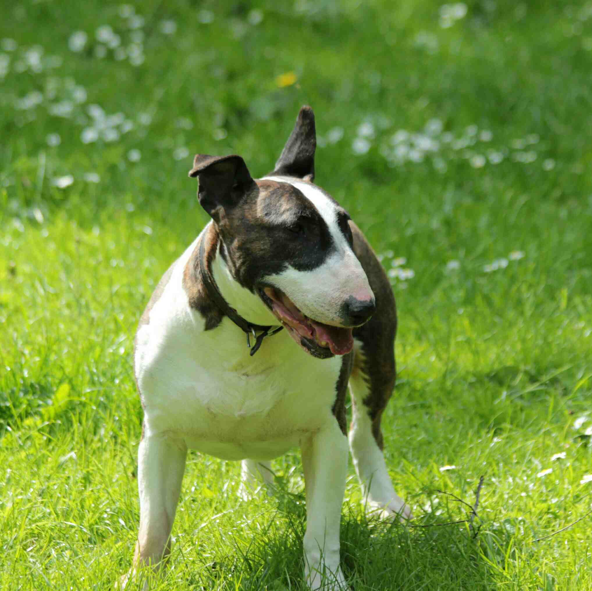 English Bull Terrier On Grassy Field