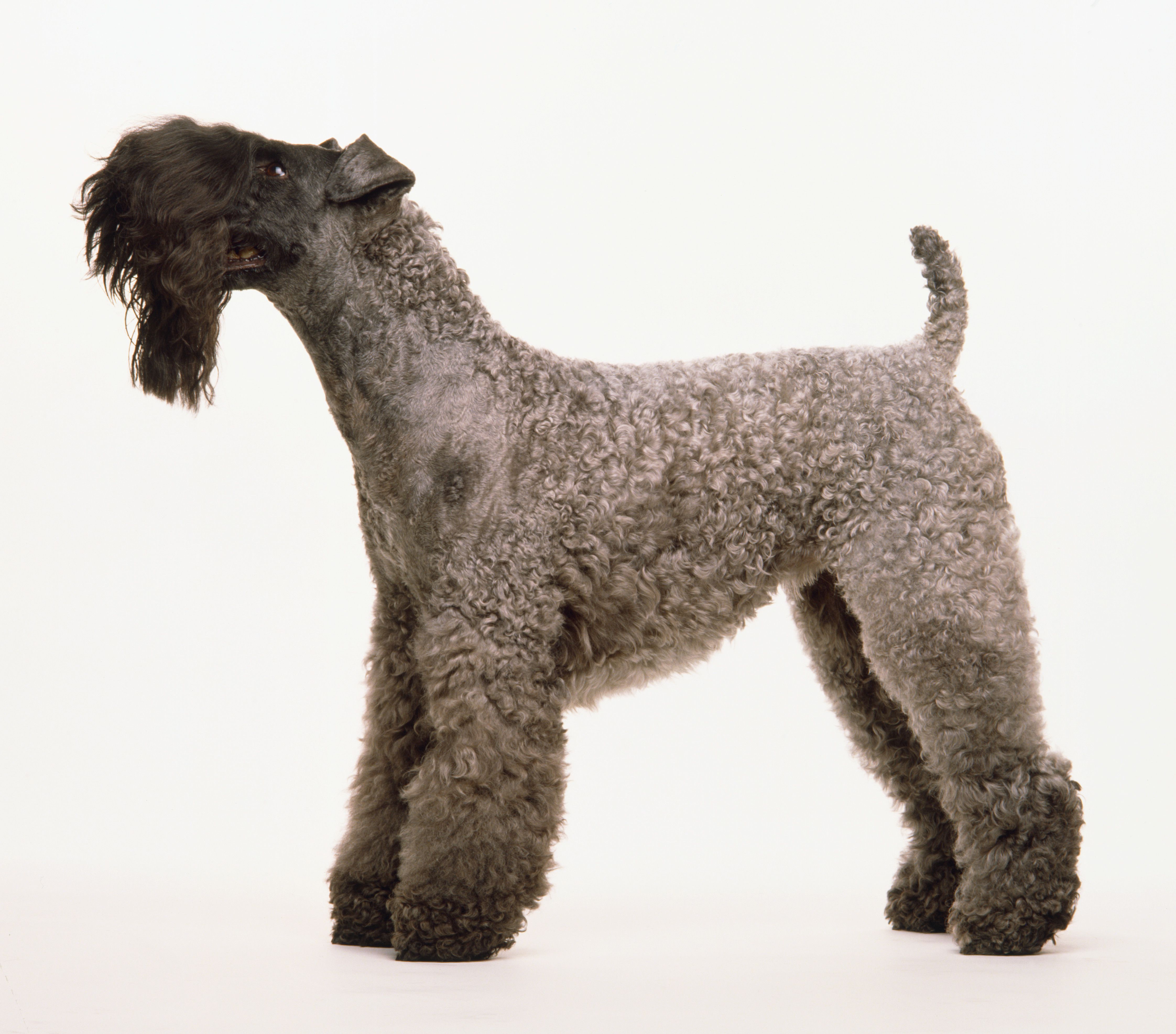 A Kerry blue terrier with a grey curly coat, a short tail, and a thick black long beard, on all fours, side-on