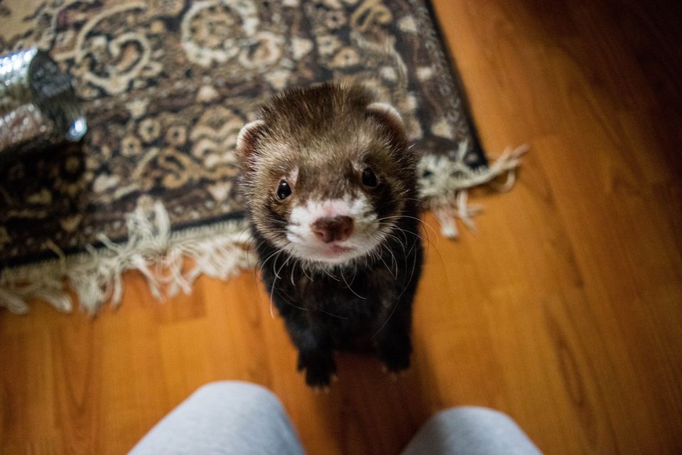 Ferret standing on hind legs looking at camera