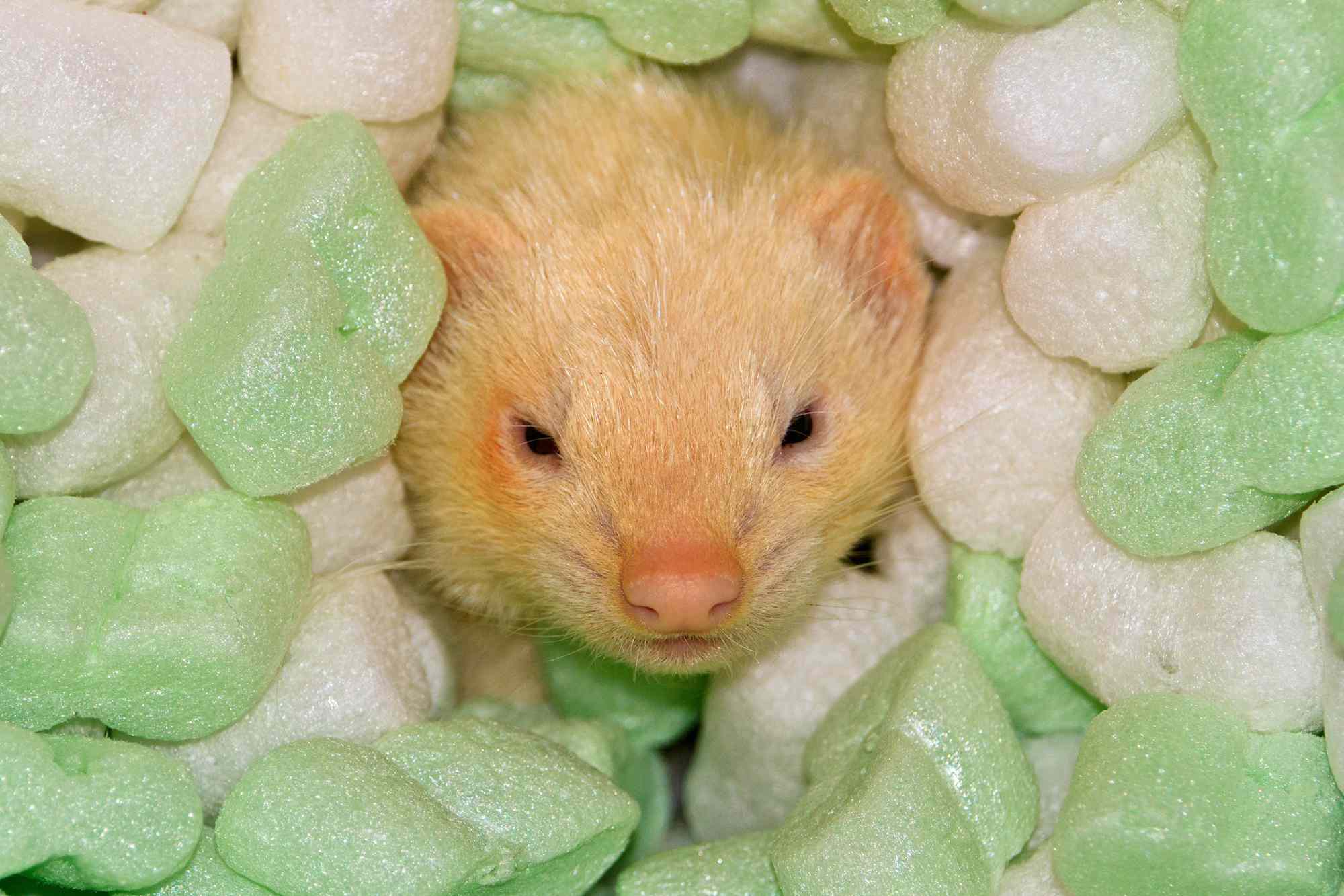 Ferret in packing peanuts