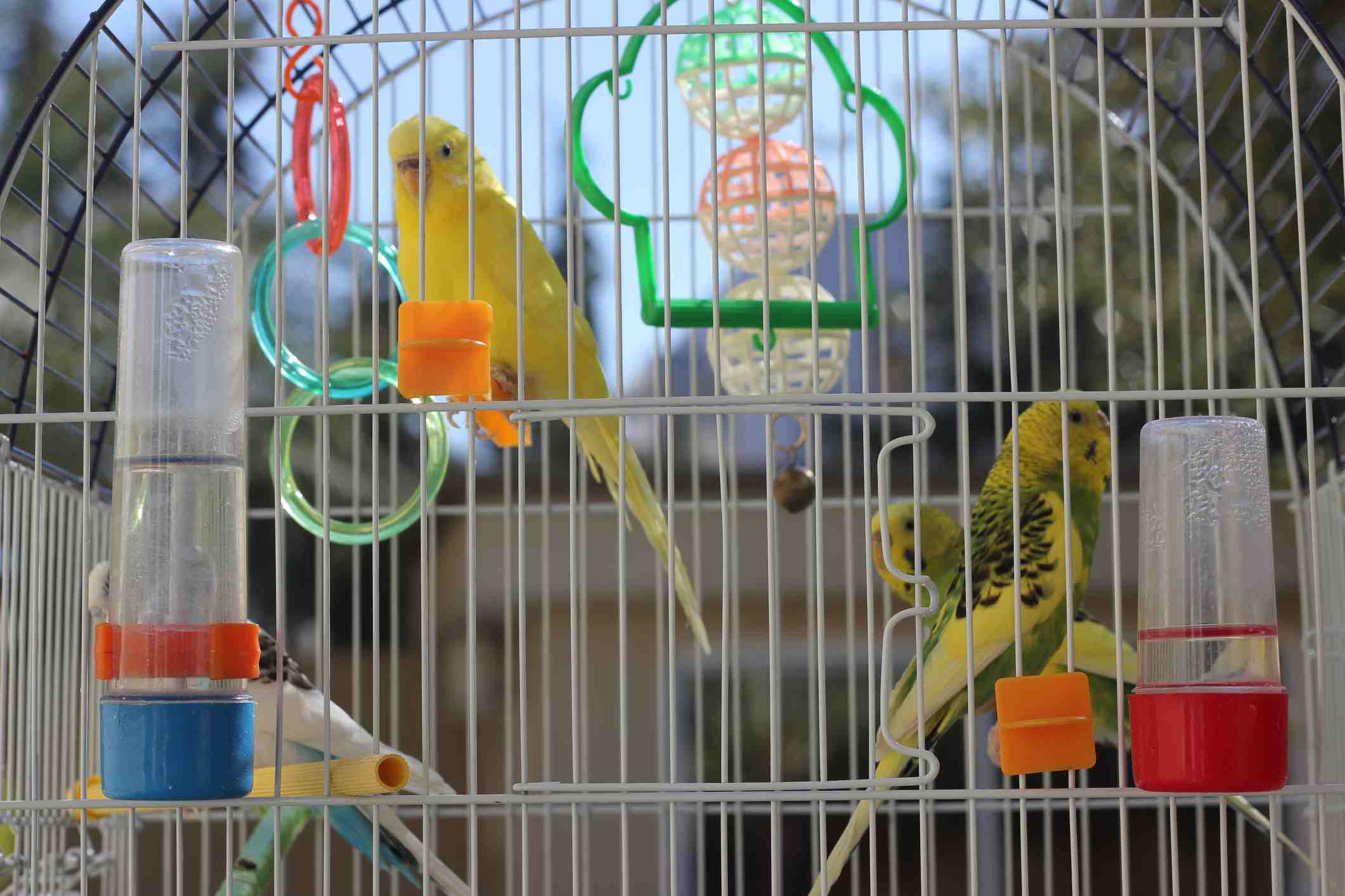 caged birds