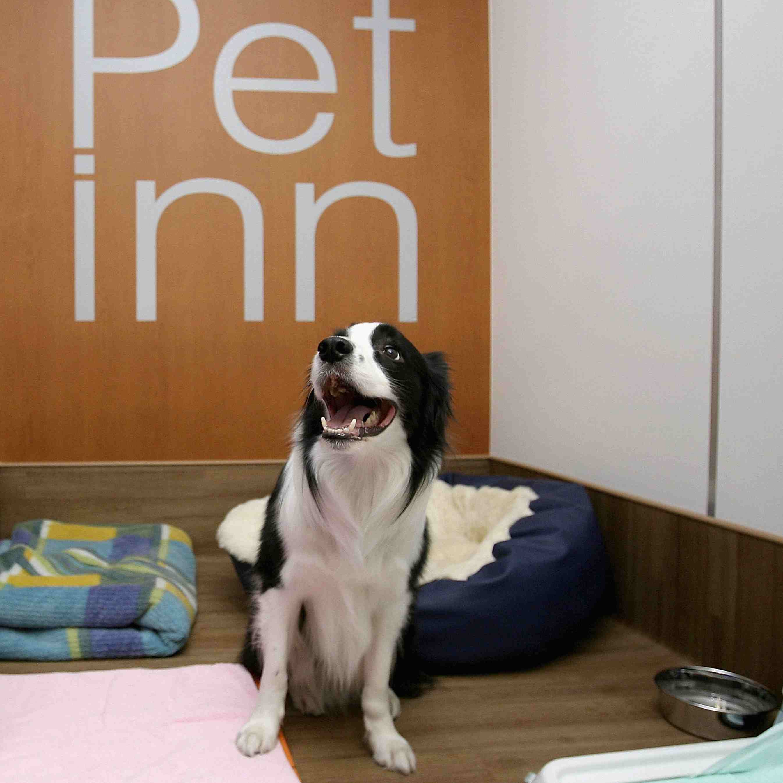 A dog at a pet hotel