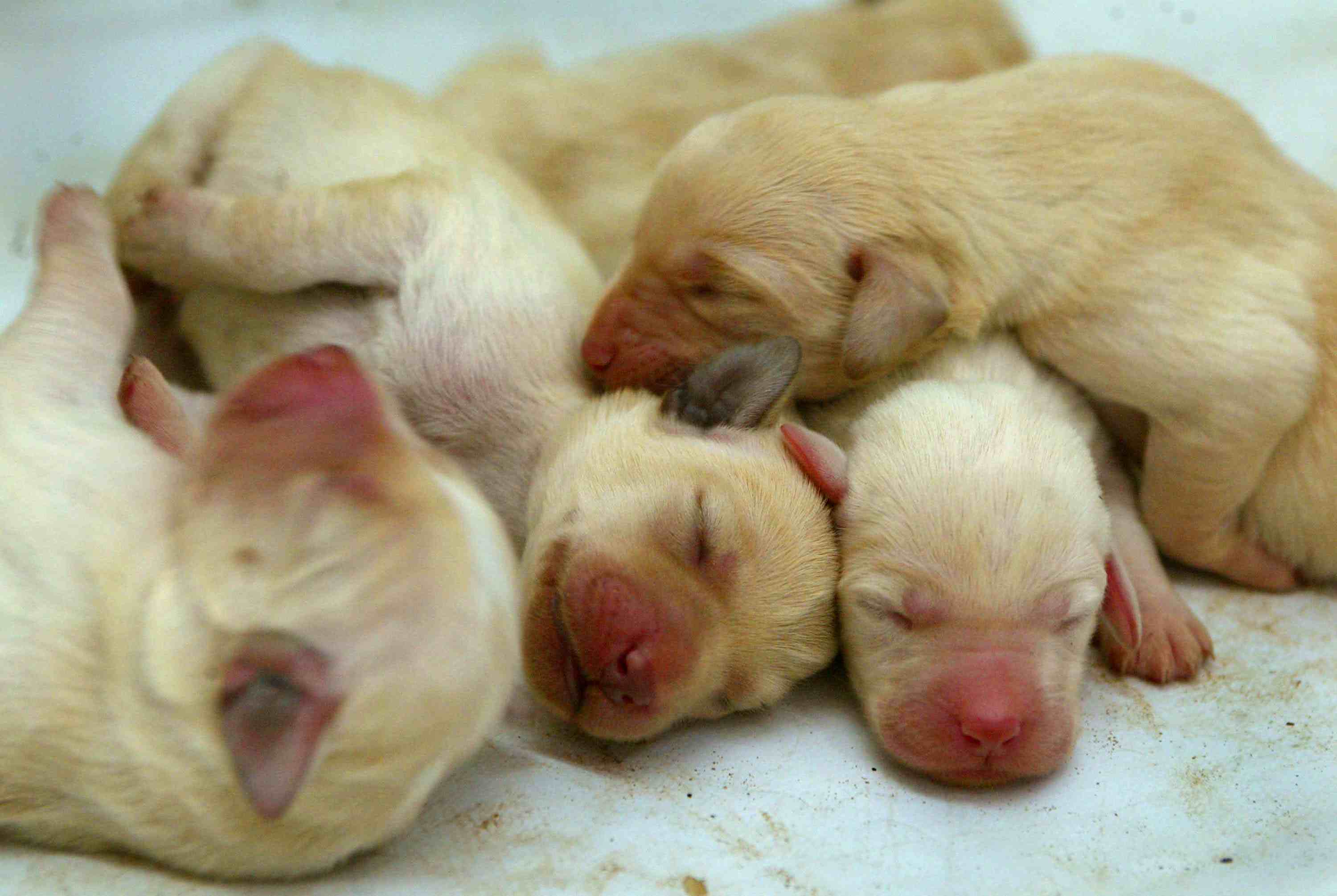 Newborn puppies piled together