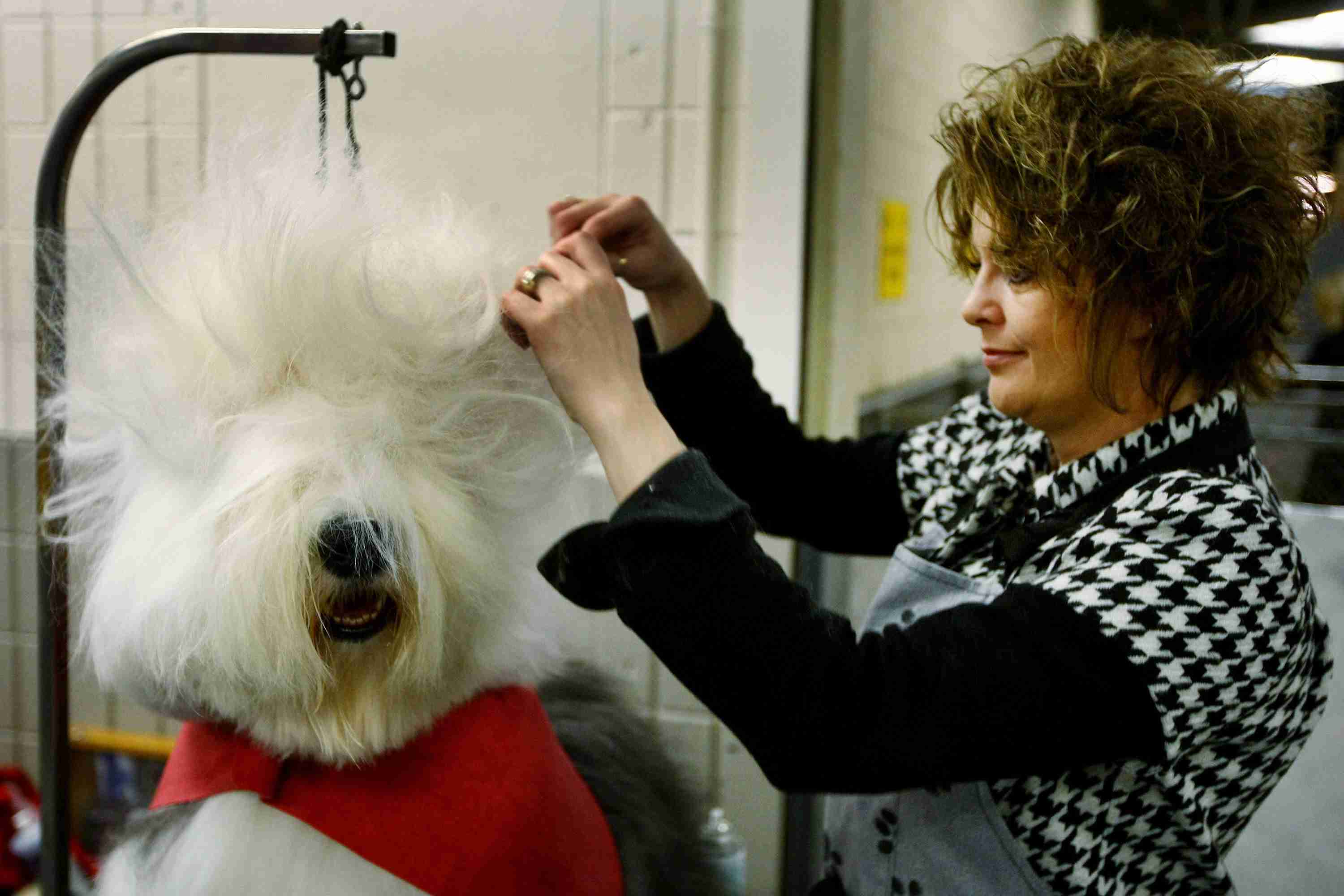 A woman grooming a dog