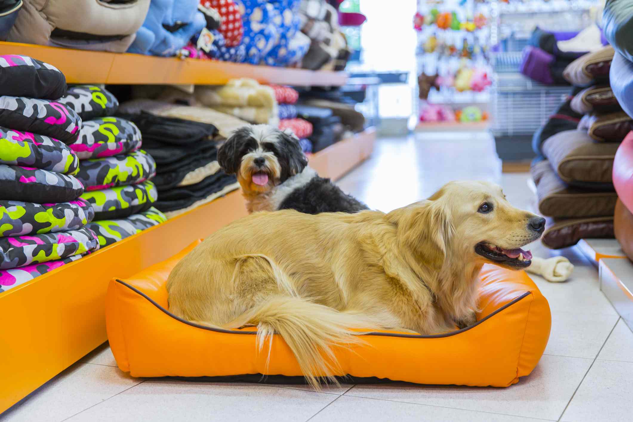 Dogs in a pet store on a dog bed