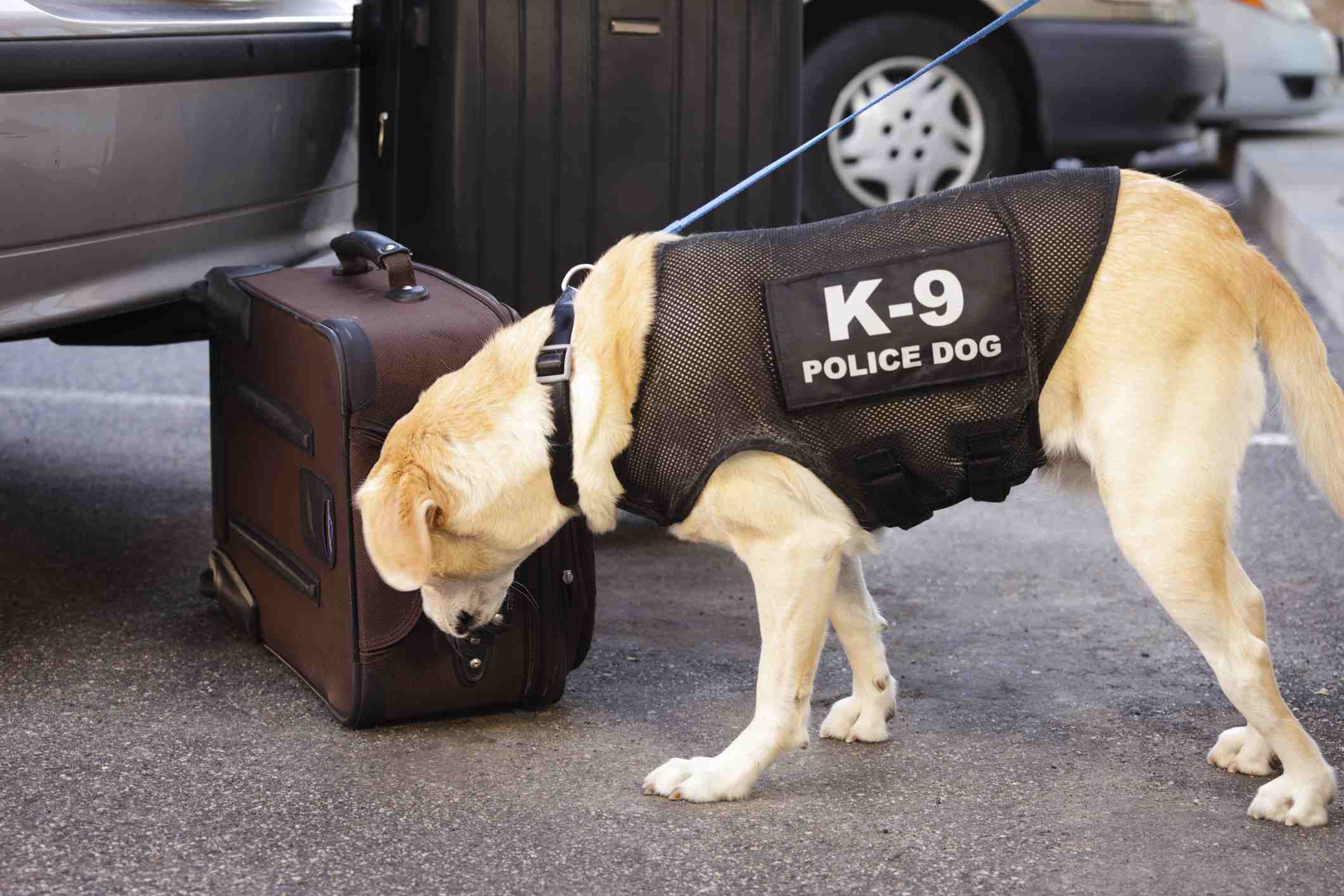 Police dog sniffing suitcase