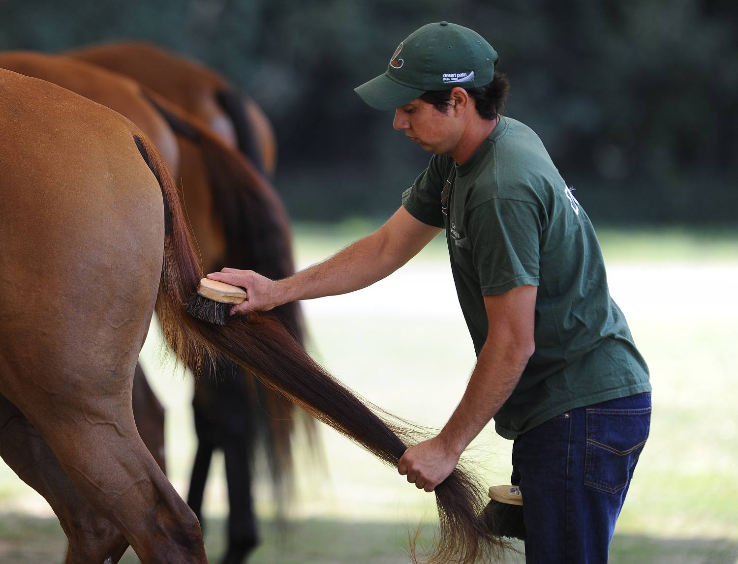 Man grooming horse's tail.
